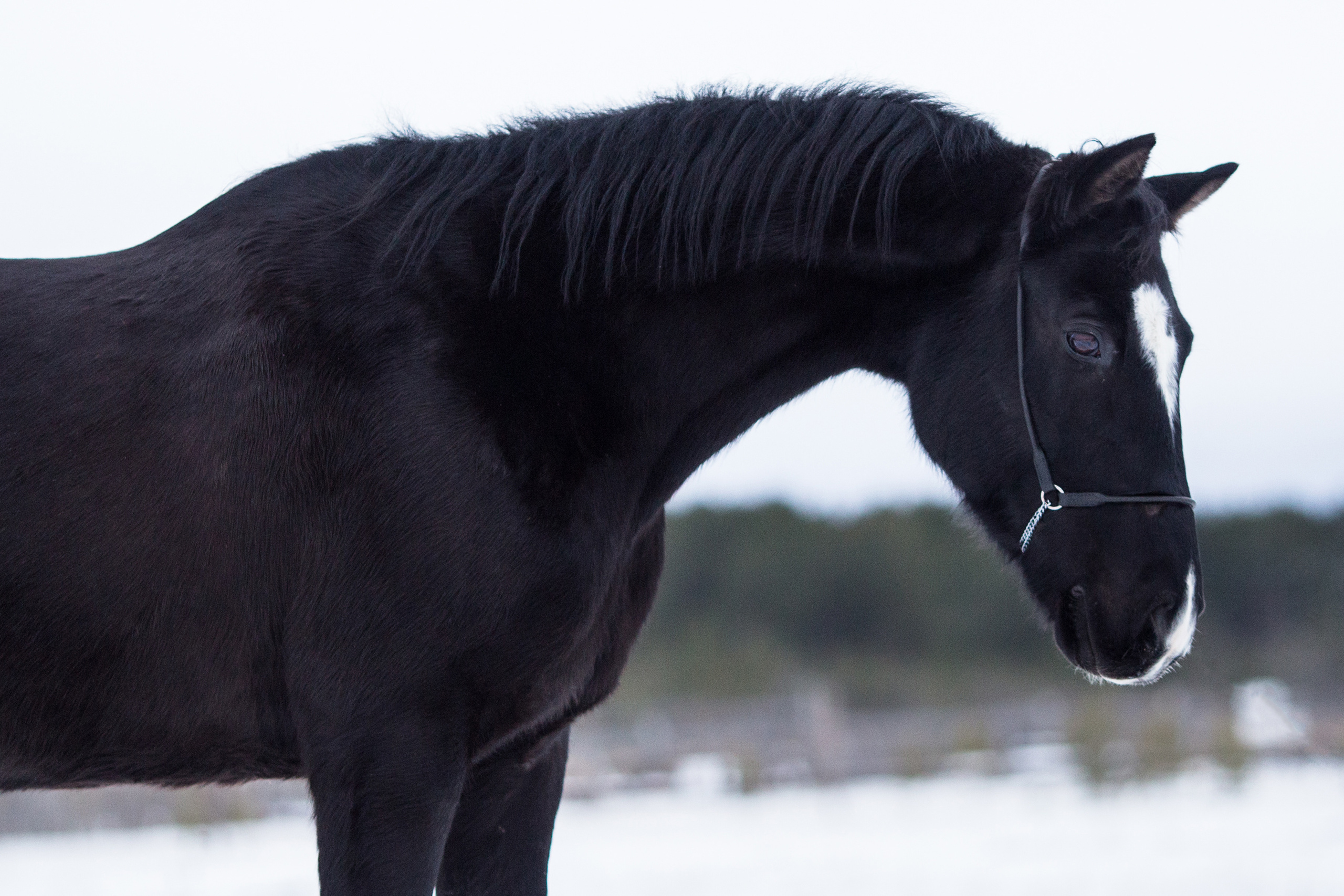 Фото лошади в движении