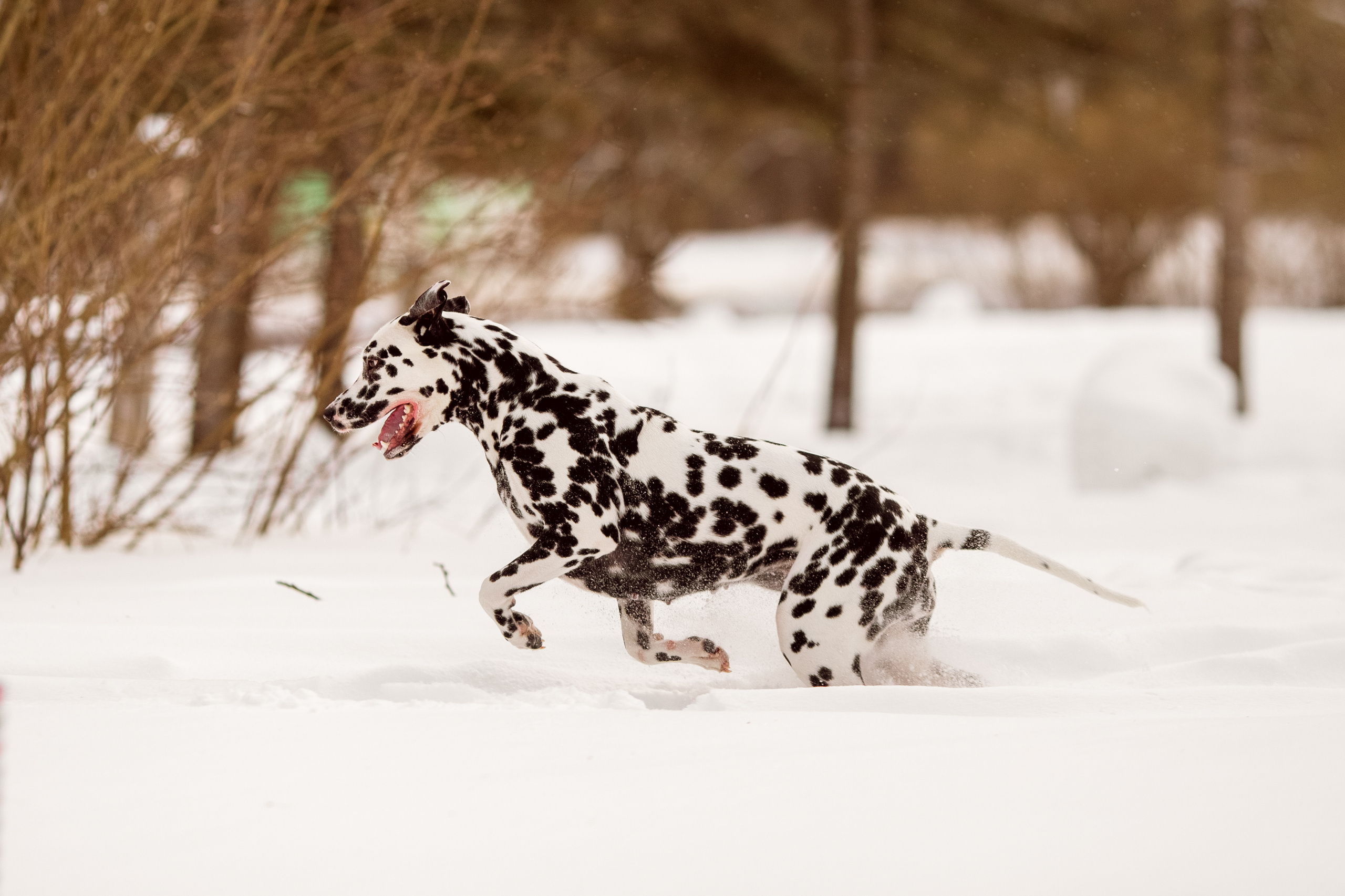 Фотографии далматина зимой