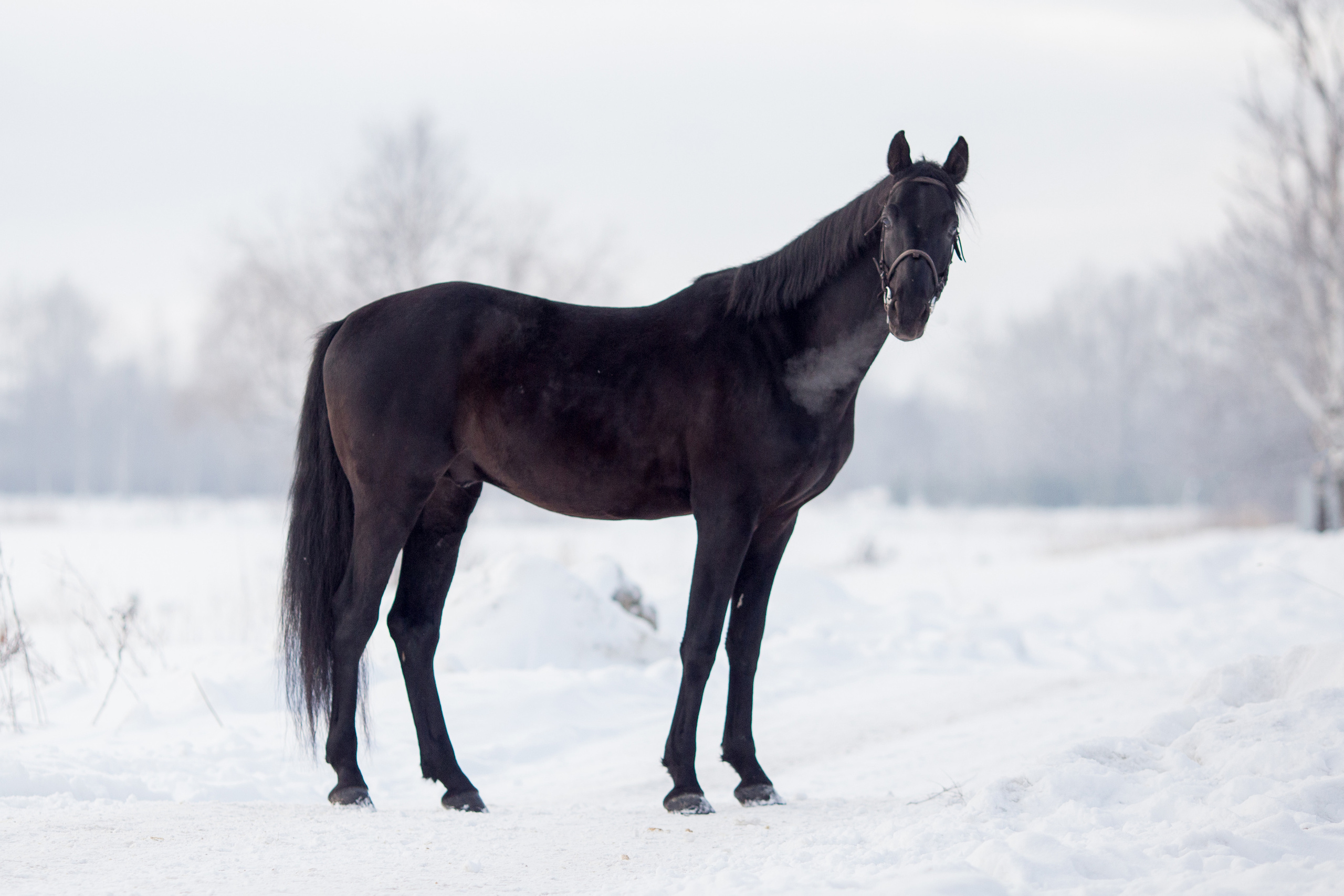 Зимняя съёмка лошади в движении