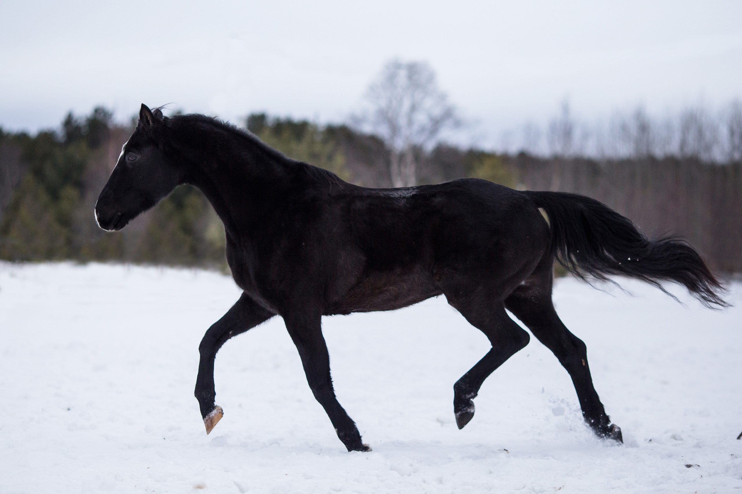 Фото лошади в движении