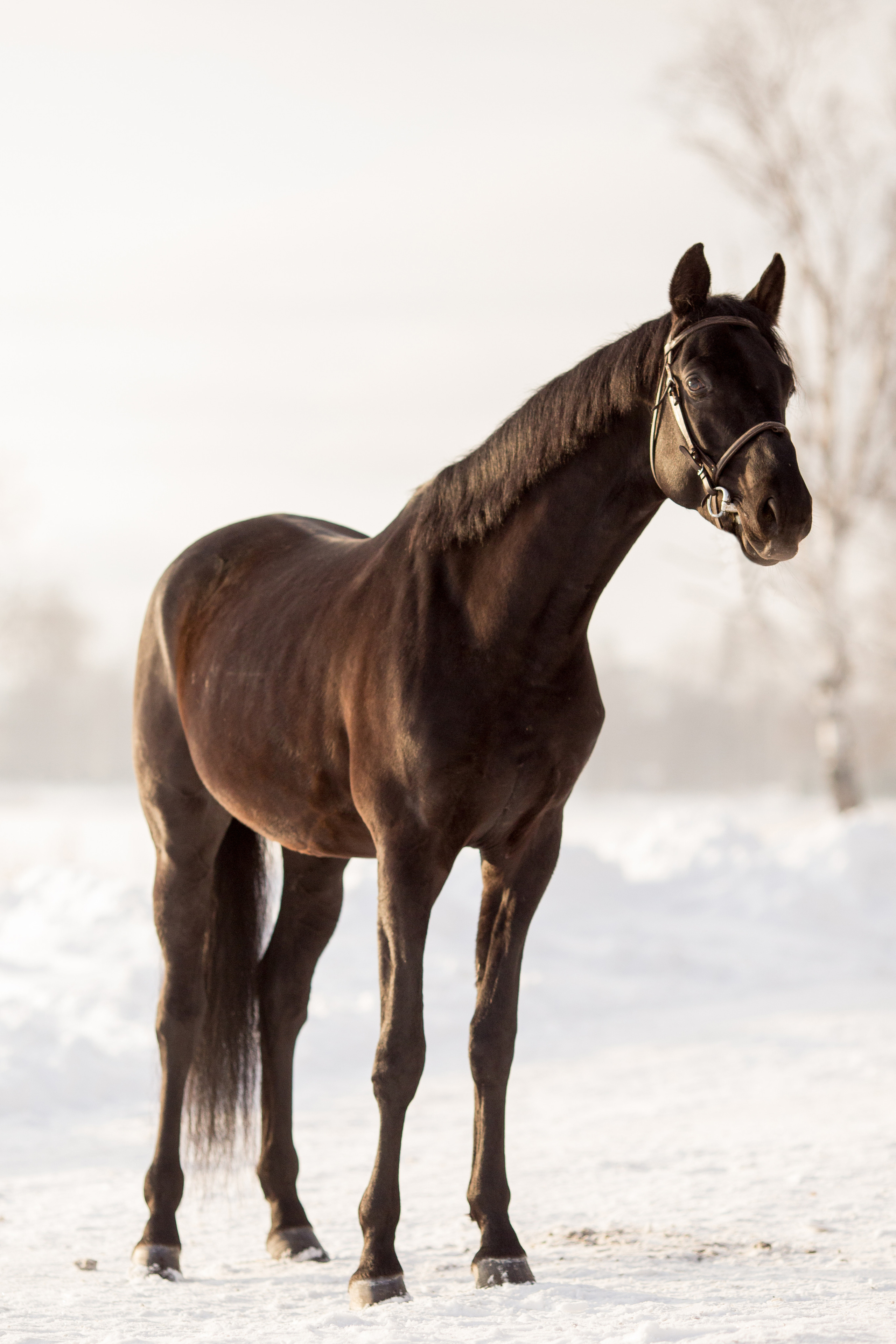 Зимняя съёмка лошади в движении