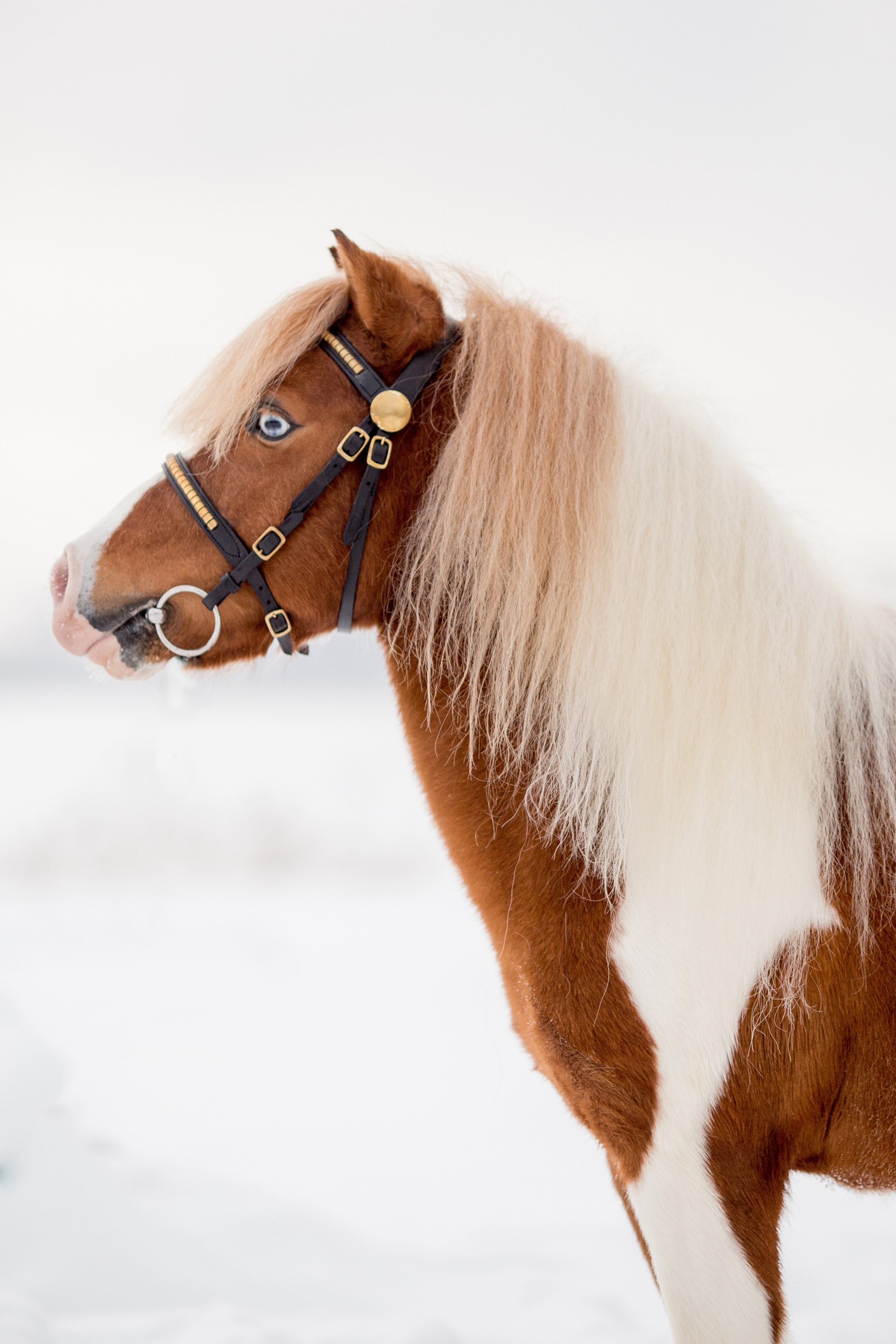 Серия фото пони для продажи