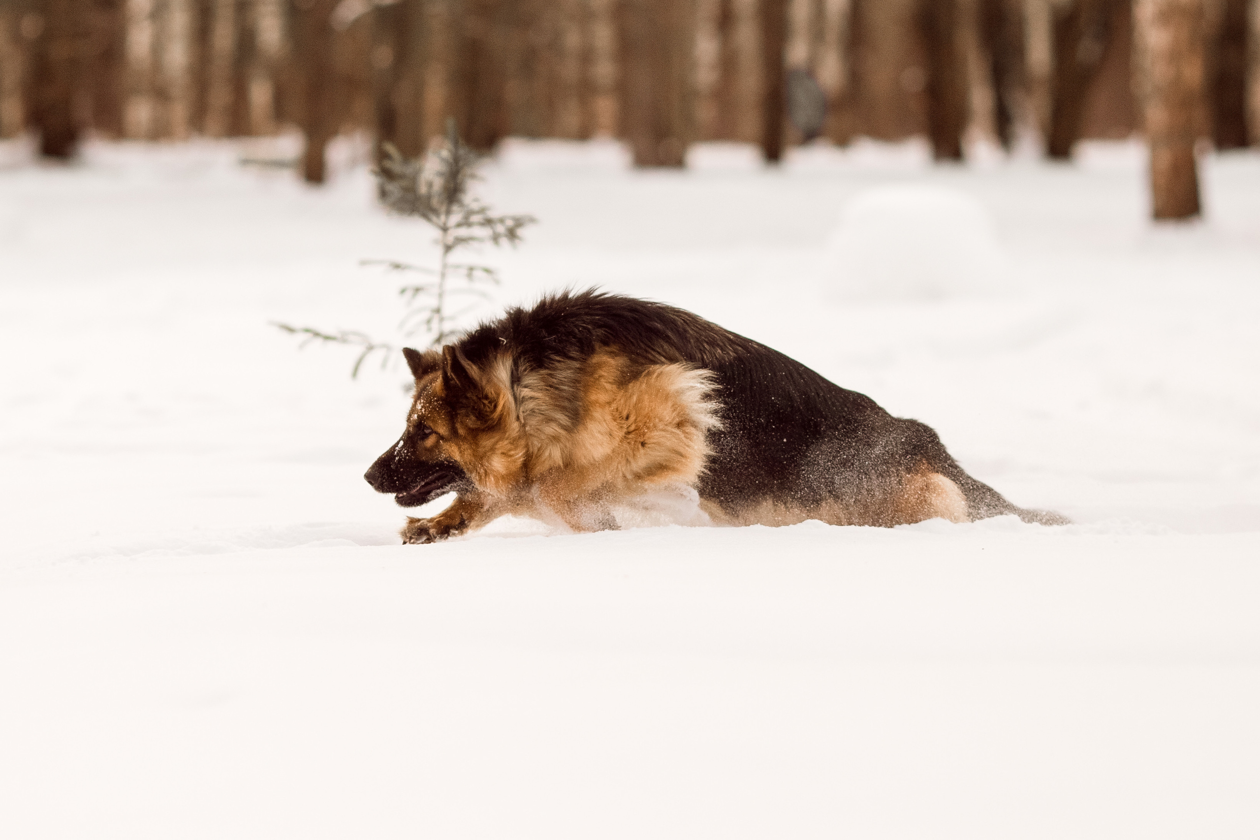 Зимняя съёмка с немецкой овчаркой