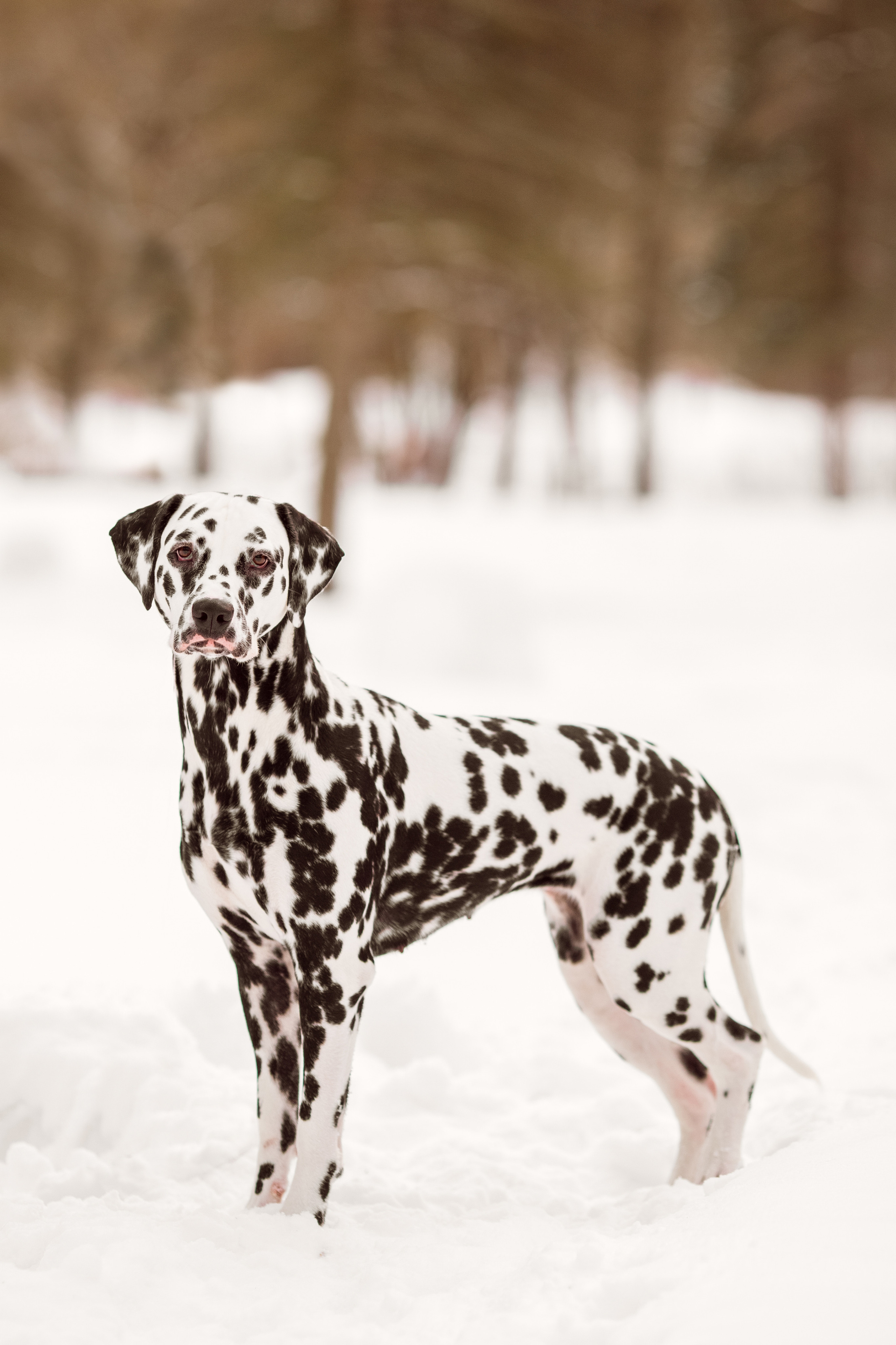 Фотографии далматина зимой