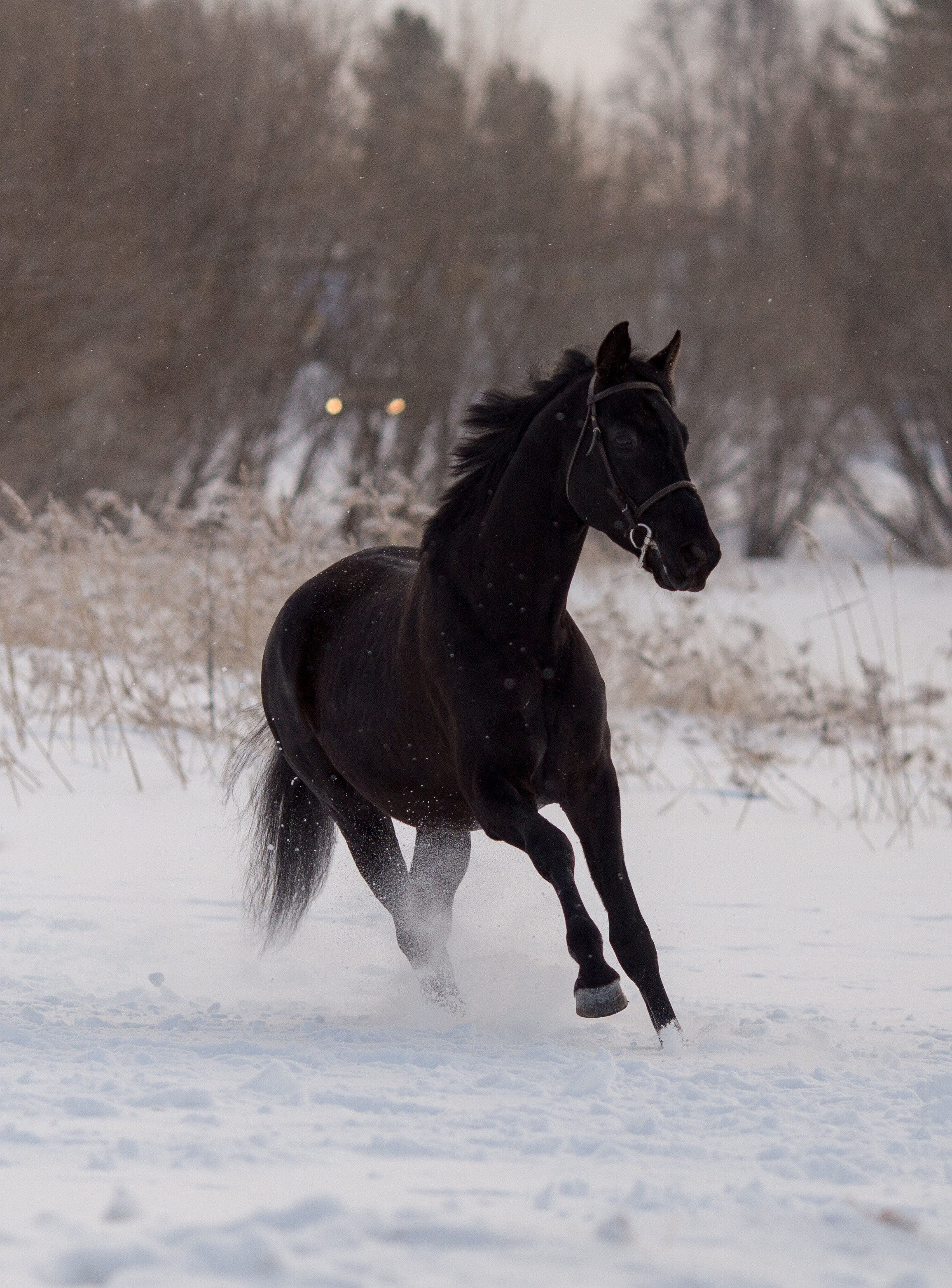 Зимняя съёмка лошади в движении