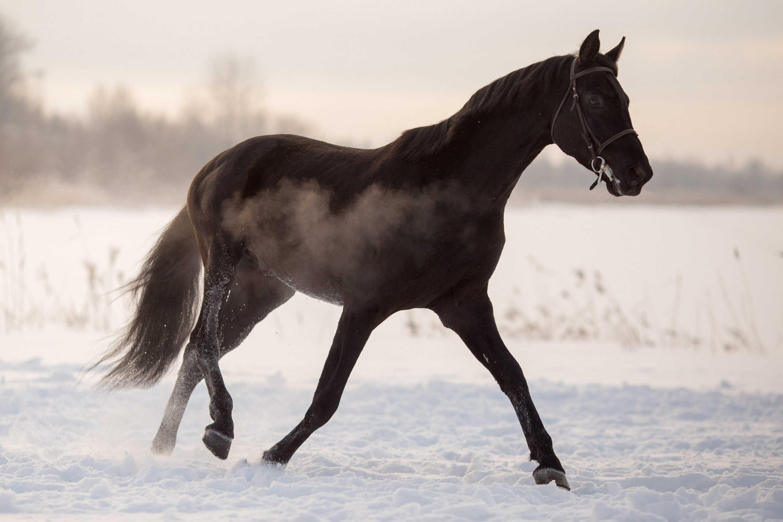 Зимняя съёмка лошади в движении