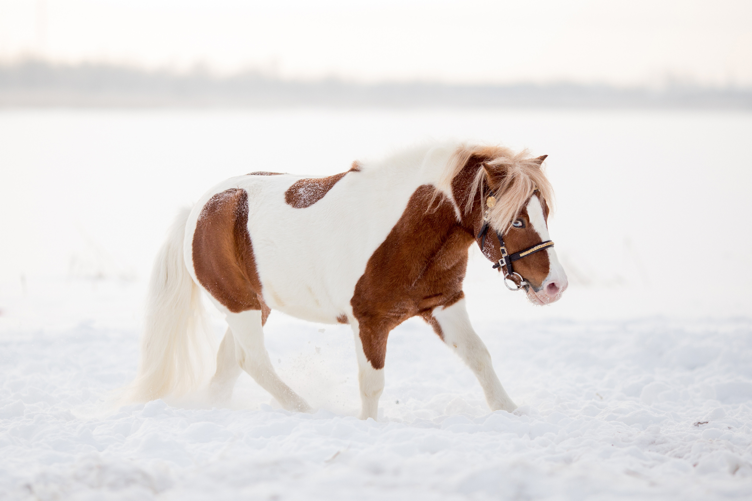 Серия фото пони для продажи