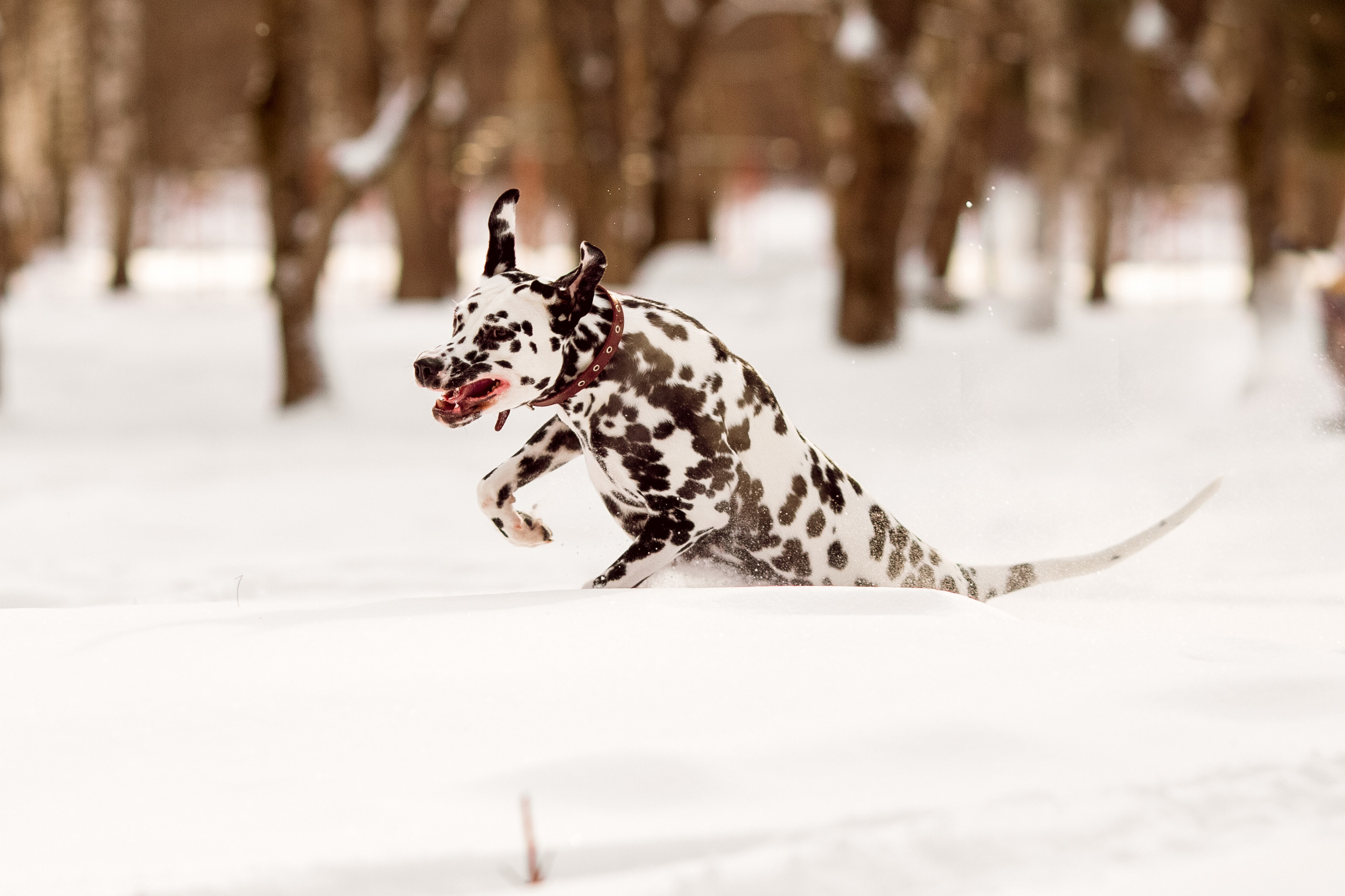 Фотографии далматина зимой
