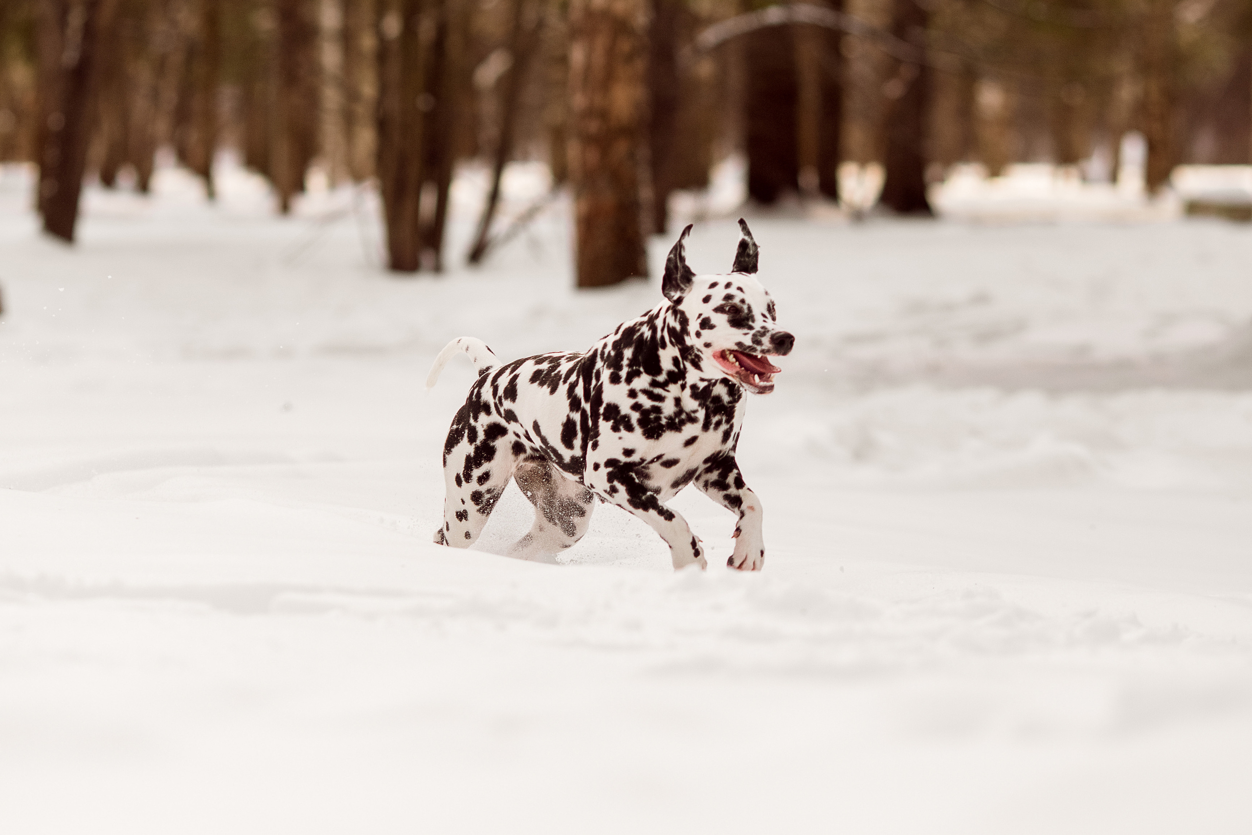 Фотографии далматина зимой