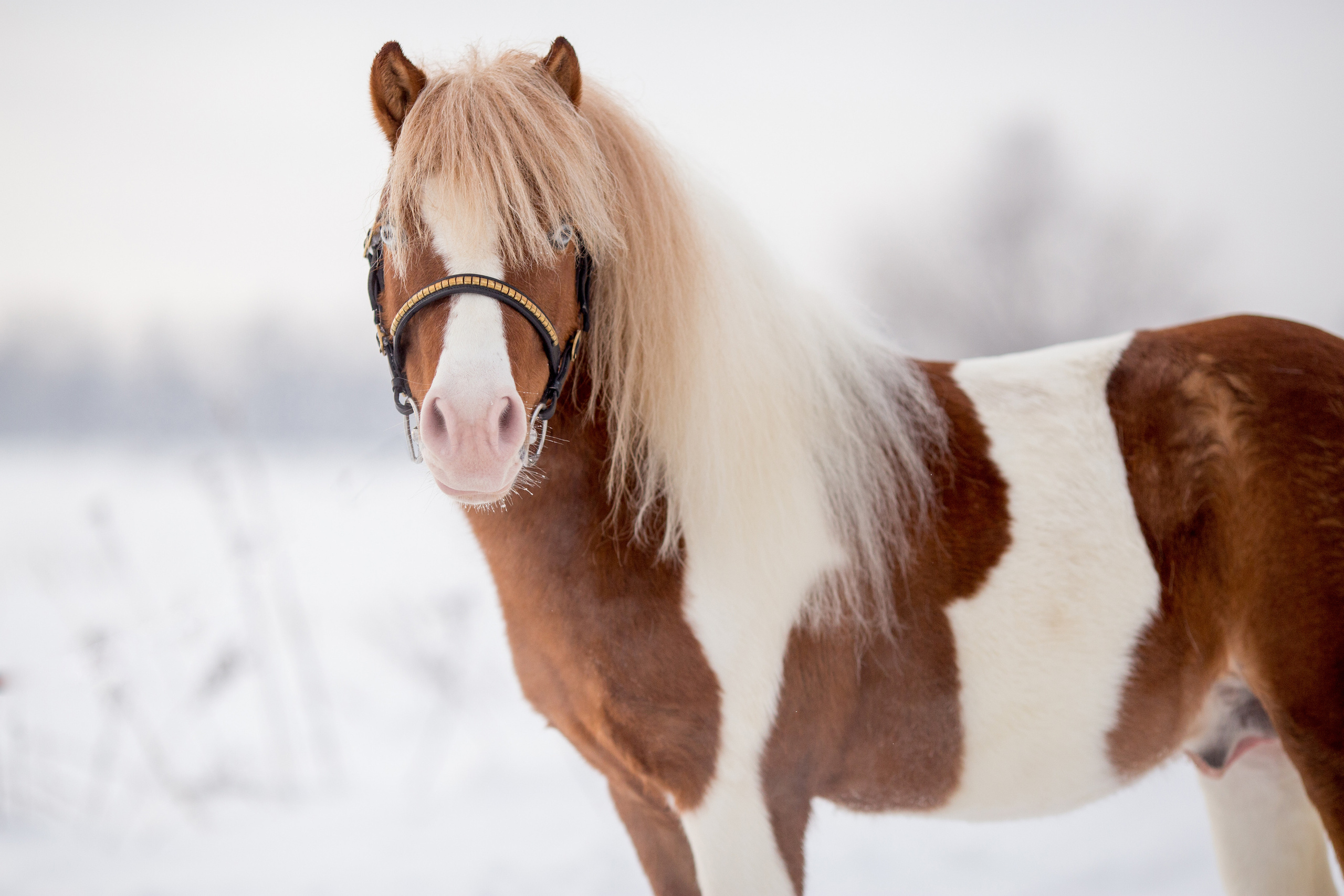 Серия фото пони для продажи