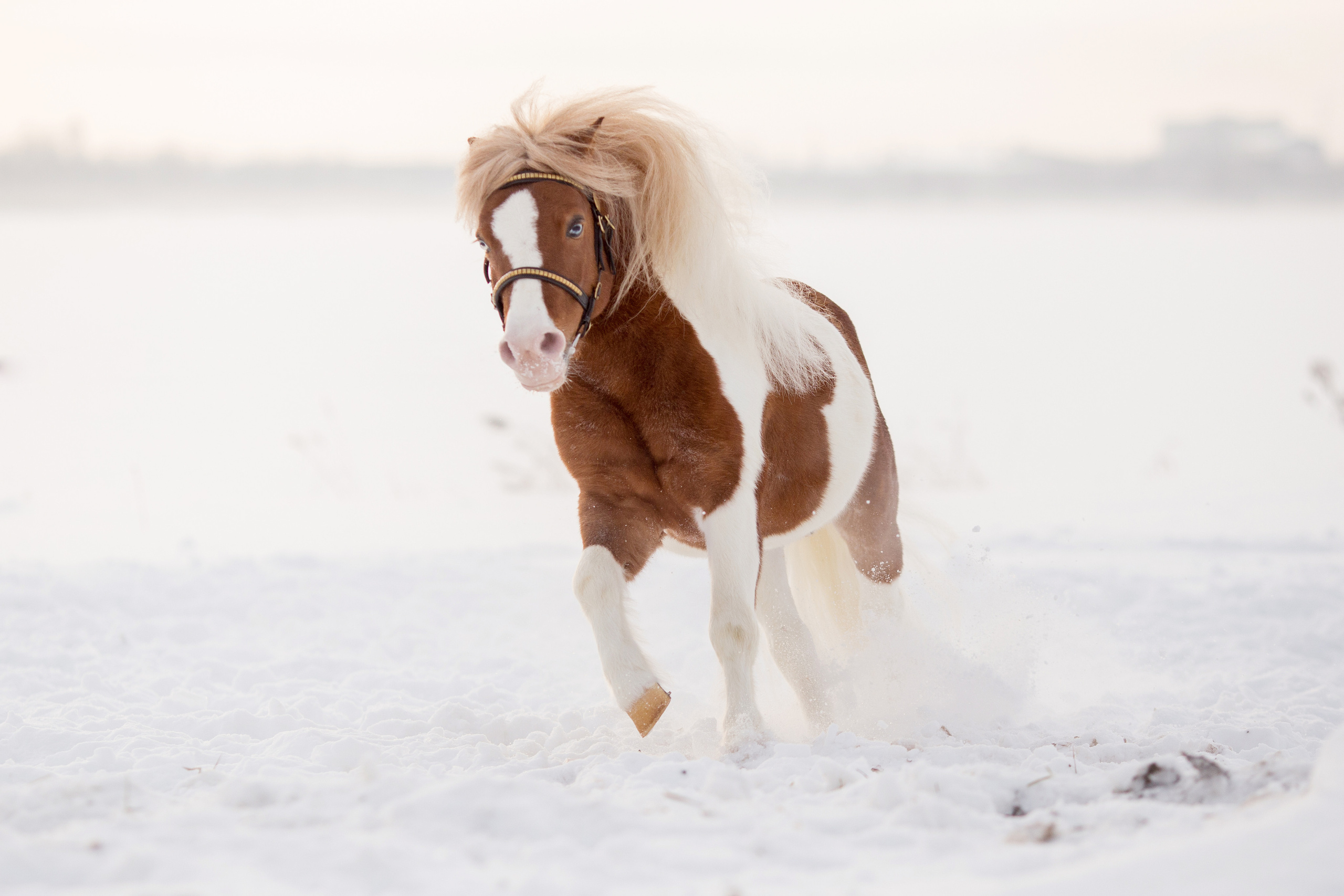 Серия фото пони для продажи