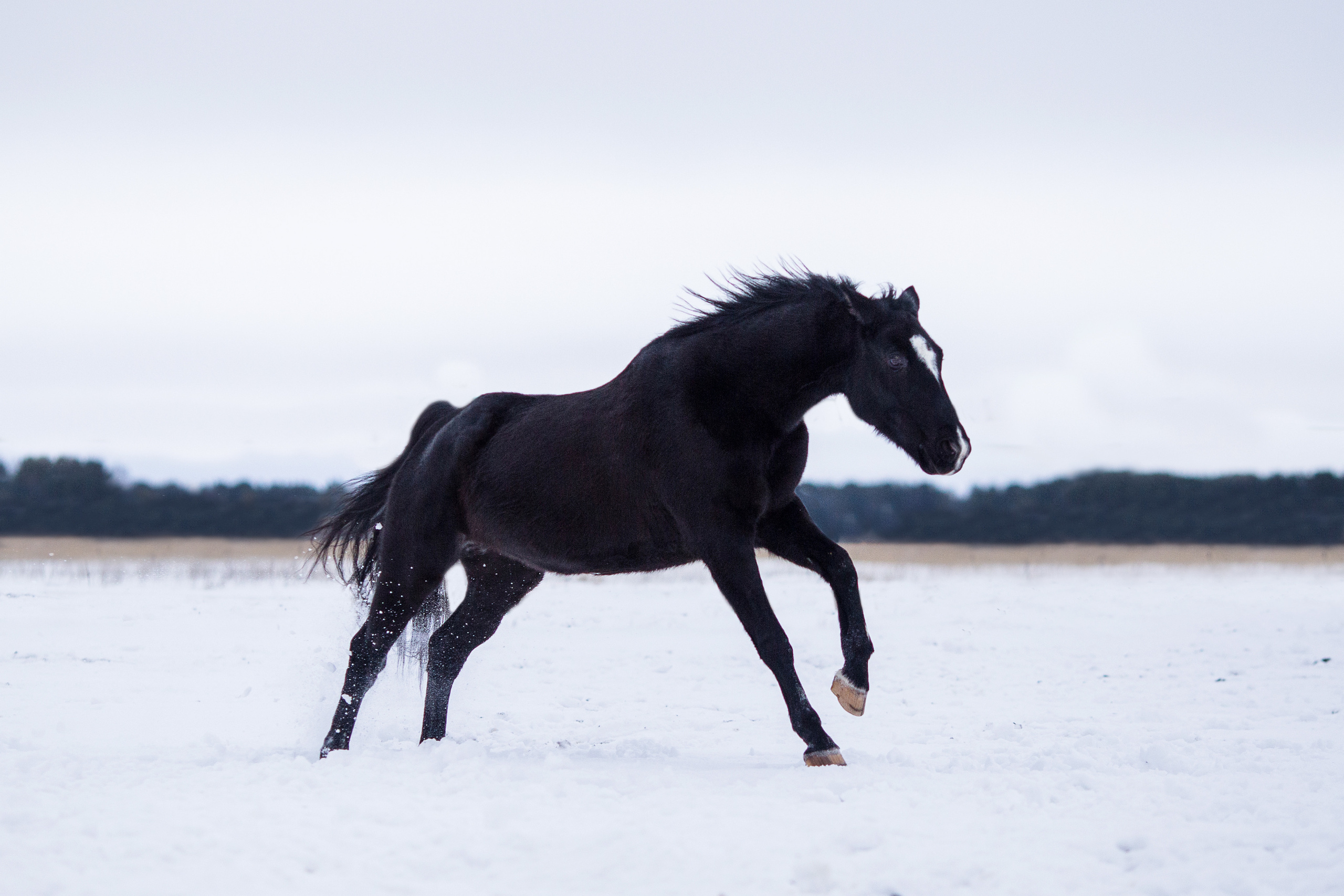 Фото лошади в движении