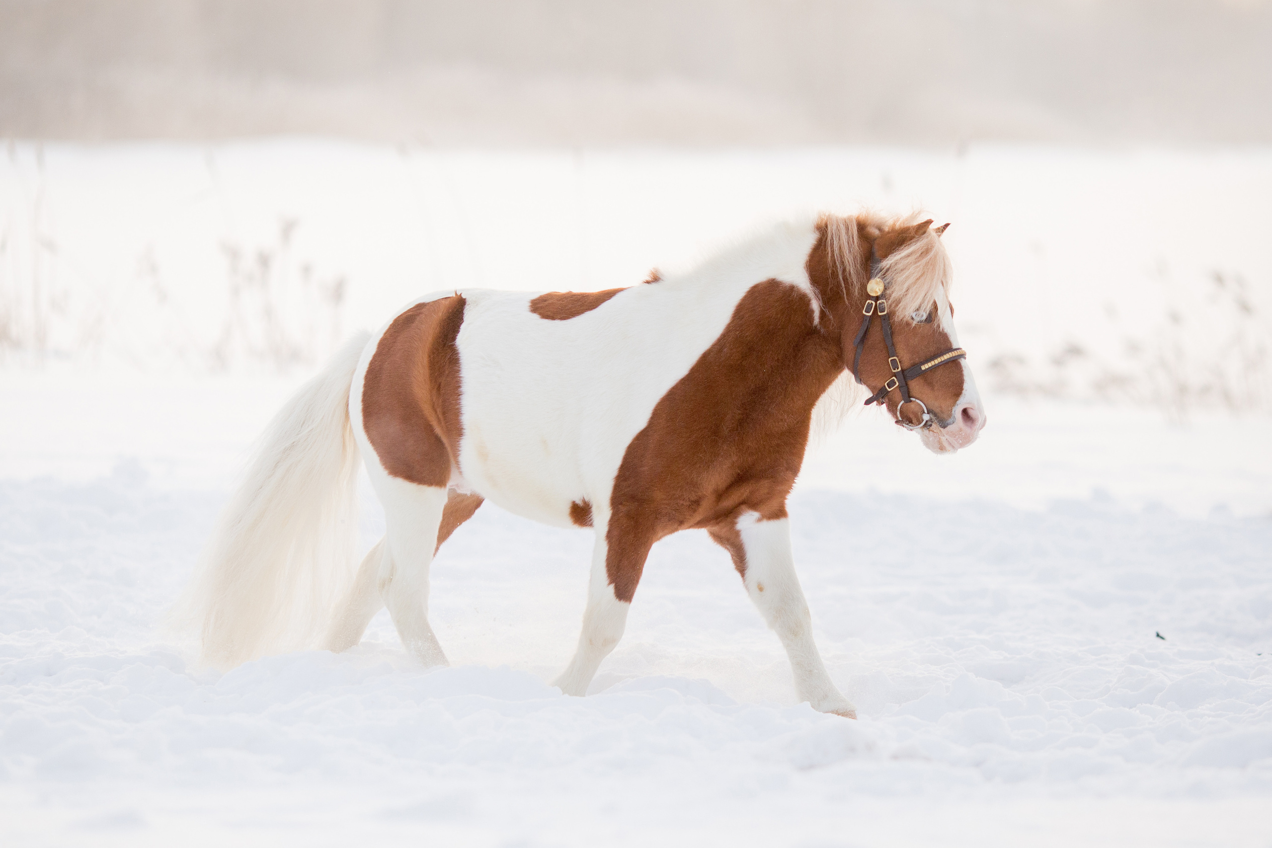 Серия фото пони для продажи