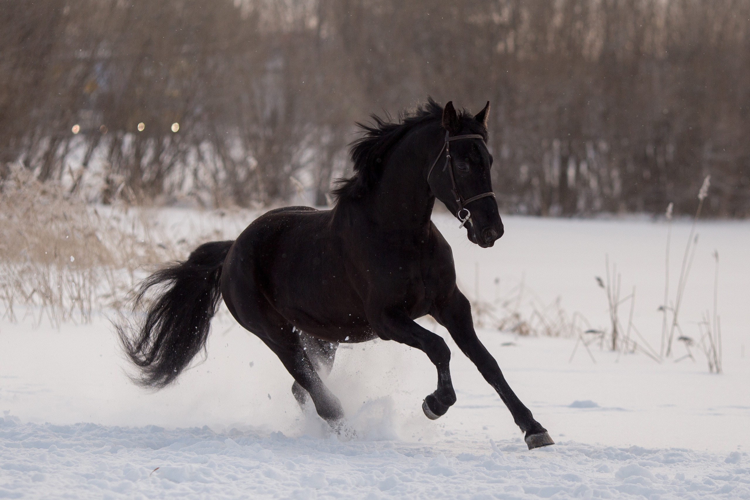 Зимняя съёмка лошади в движении