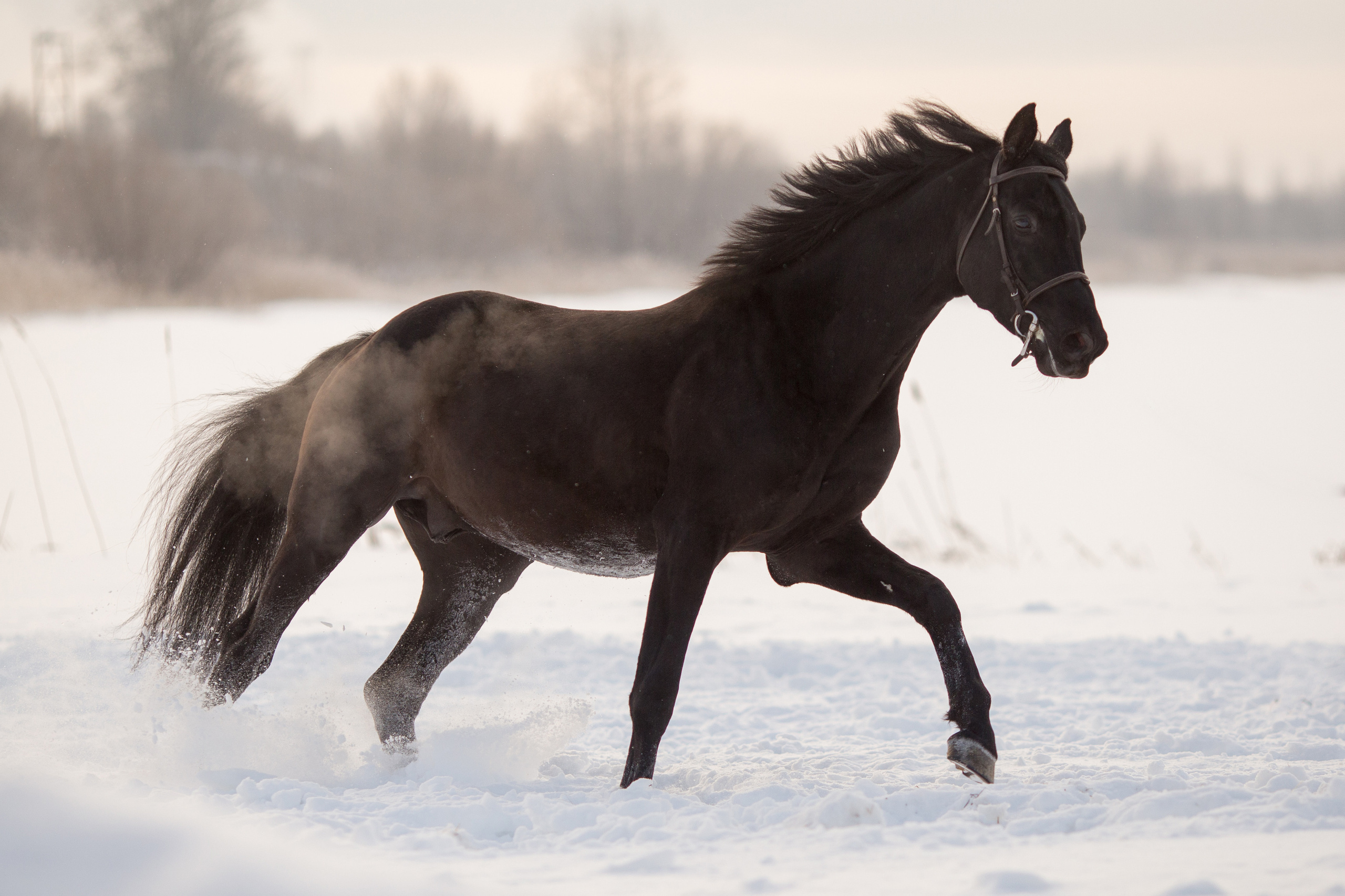 Зимняя съёмка лошади в движении