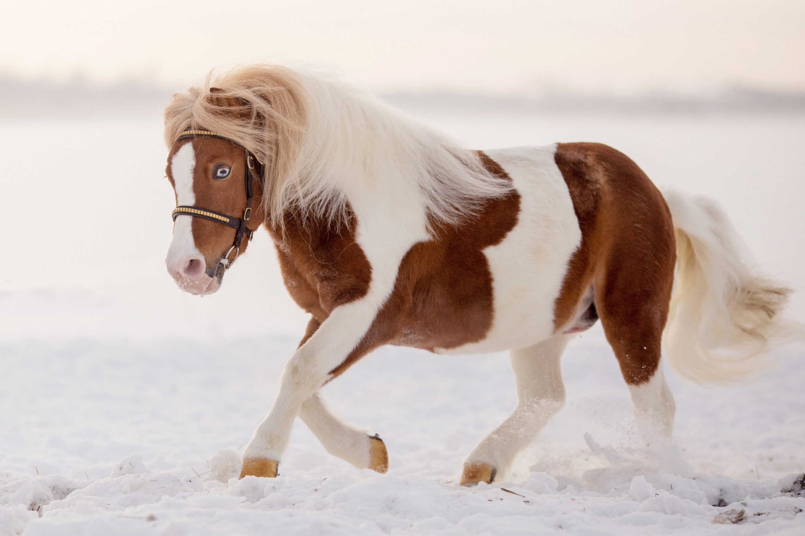 Серия фото пони для продажи