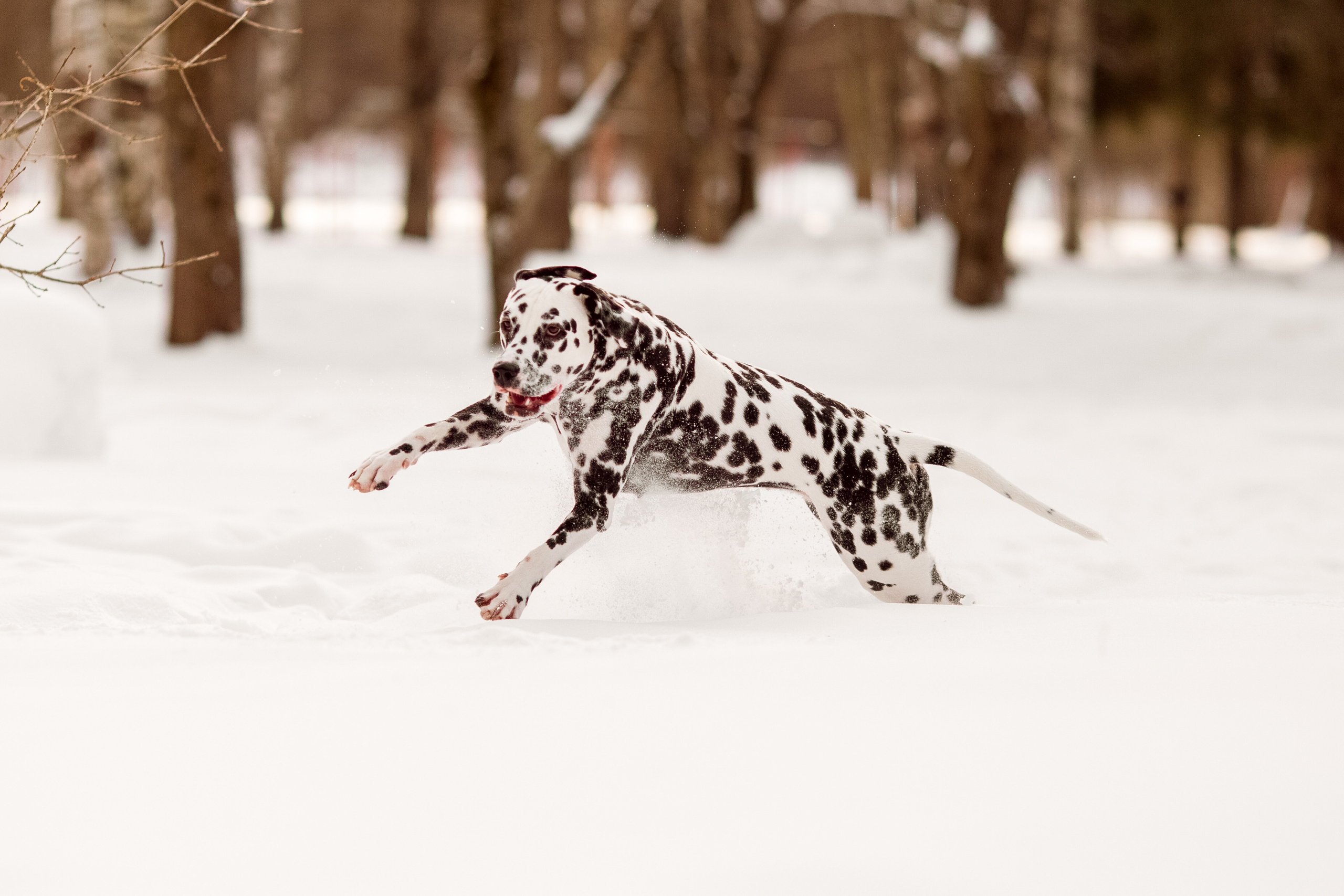 Фотографии далматина зимой