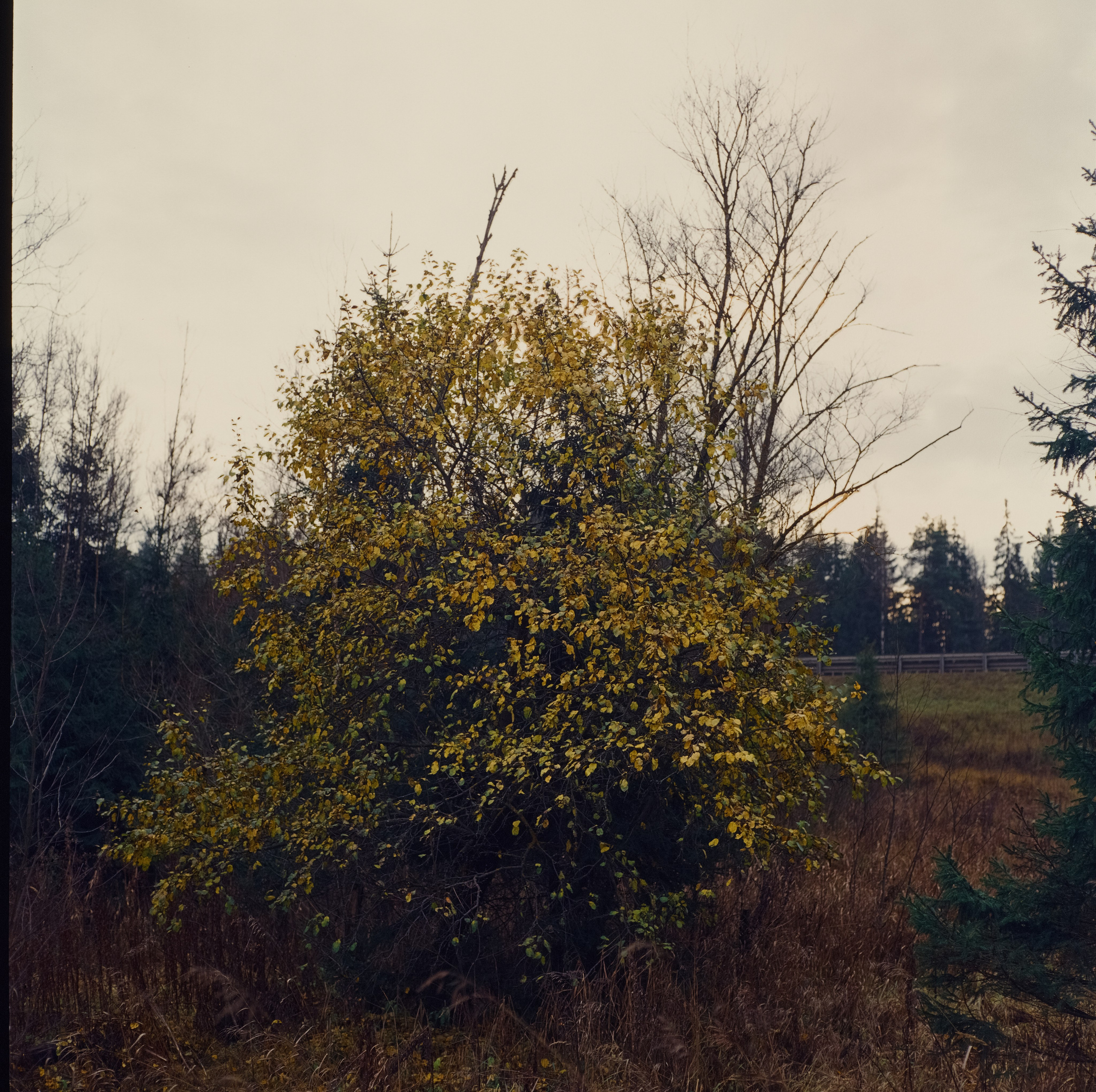 Kowa Six объектив Kowa 85 mm f2.8 пленка Ektachrome E100VS (просрочка