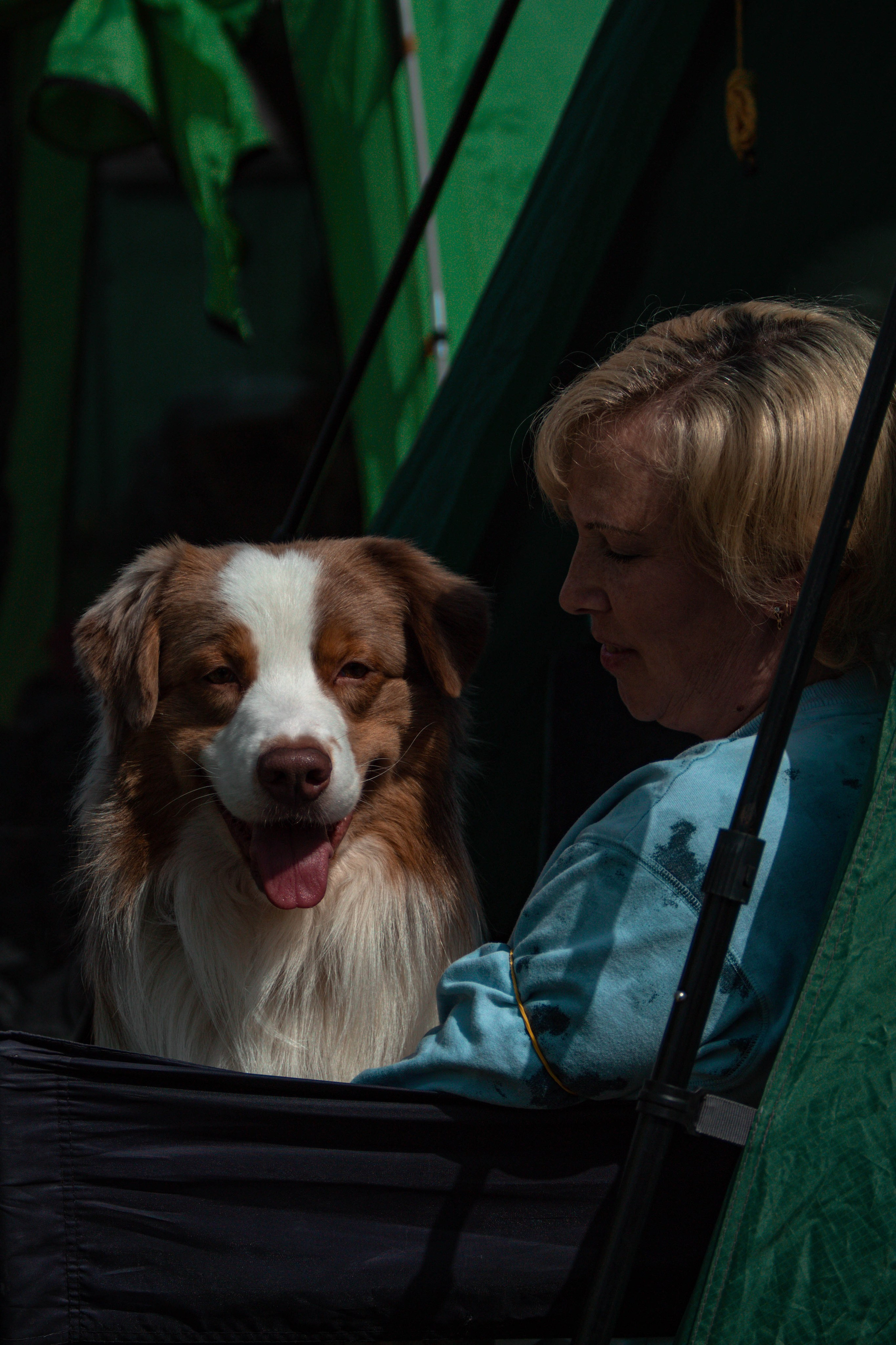 Фотограф анималист для выставки собак в Туле. Фотограф анималист — Тула, Москва