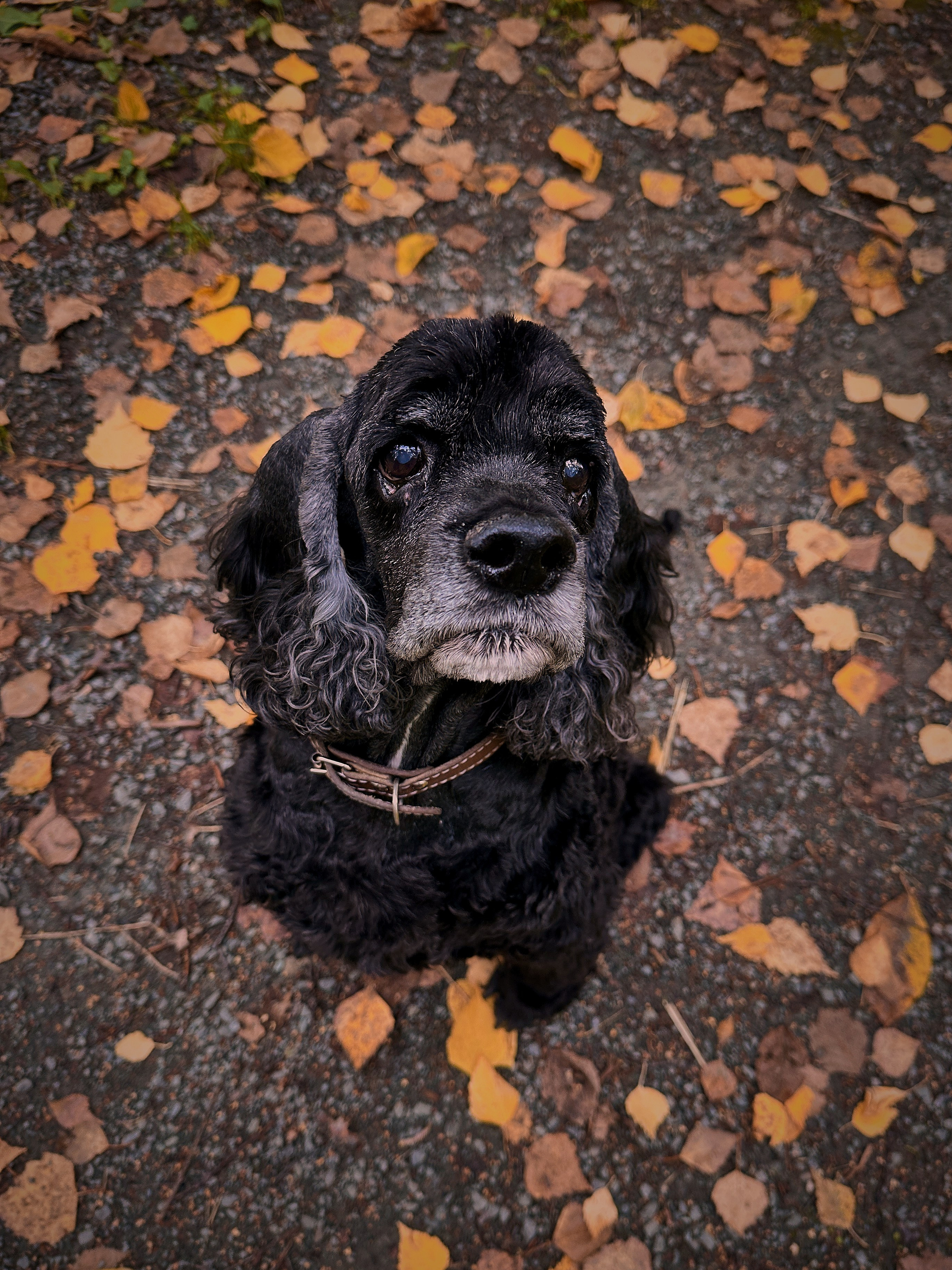 Animals. Danna Dark. Фотограф | Красноярск