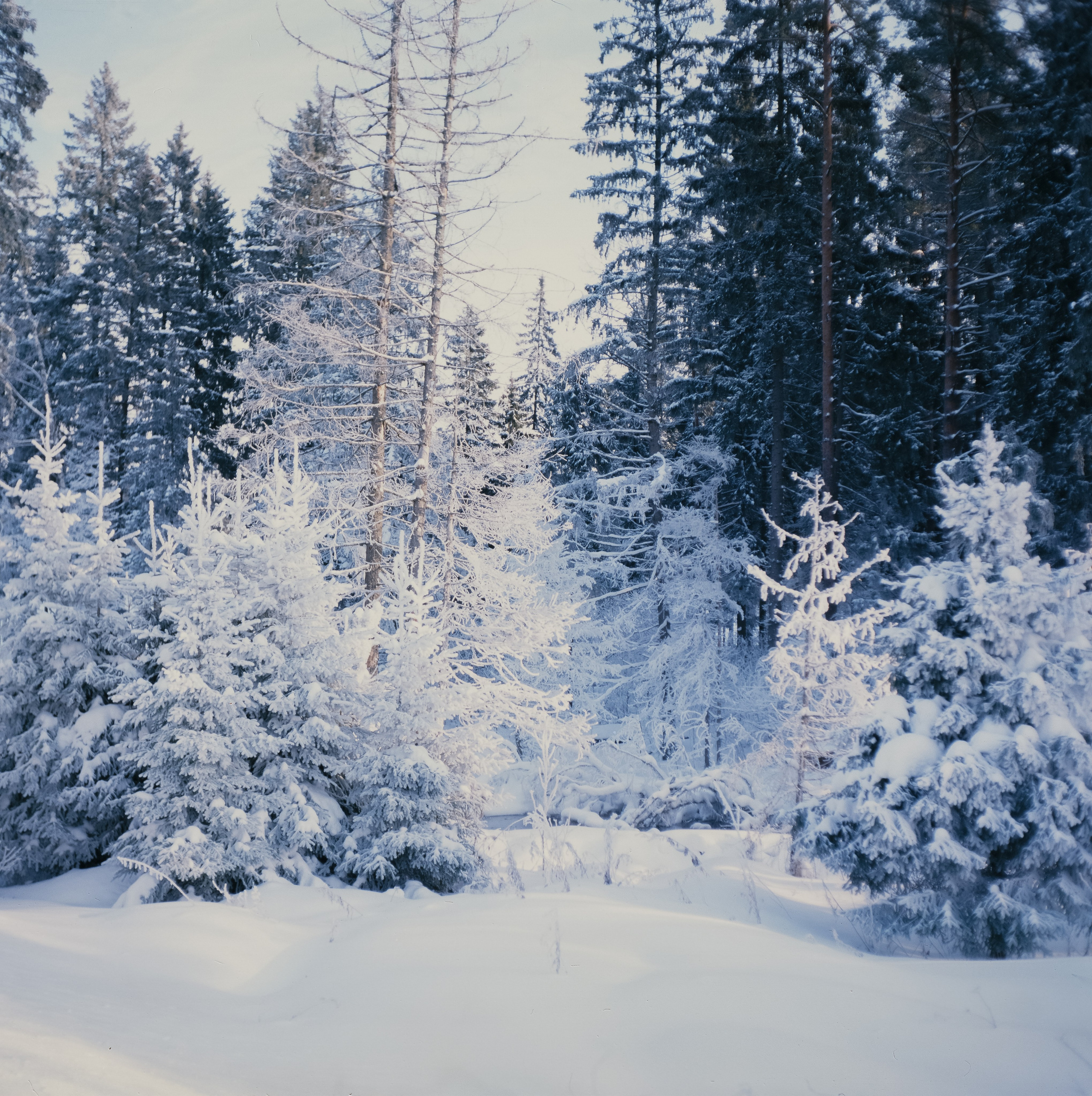 Welta Weltax — Fujichrome ASTIA 100 (at ISO 50) — Лукино морозное утро