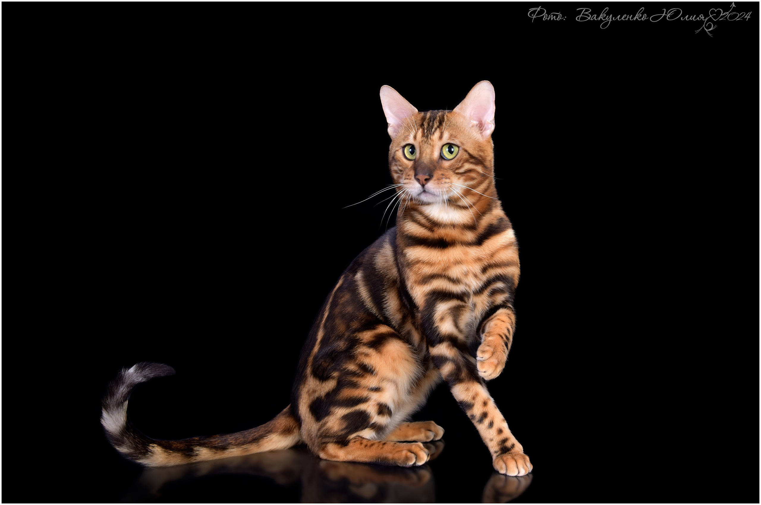 Взрослые. Фотограф анималист | семейный Юлия Вакуленко, г. Краснодар