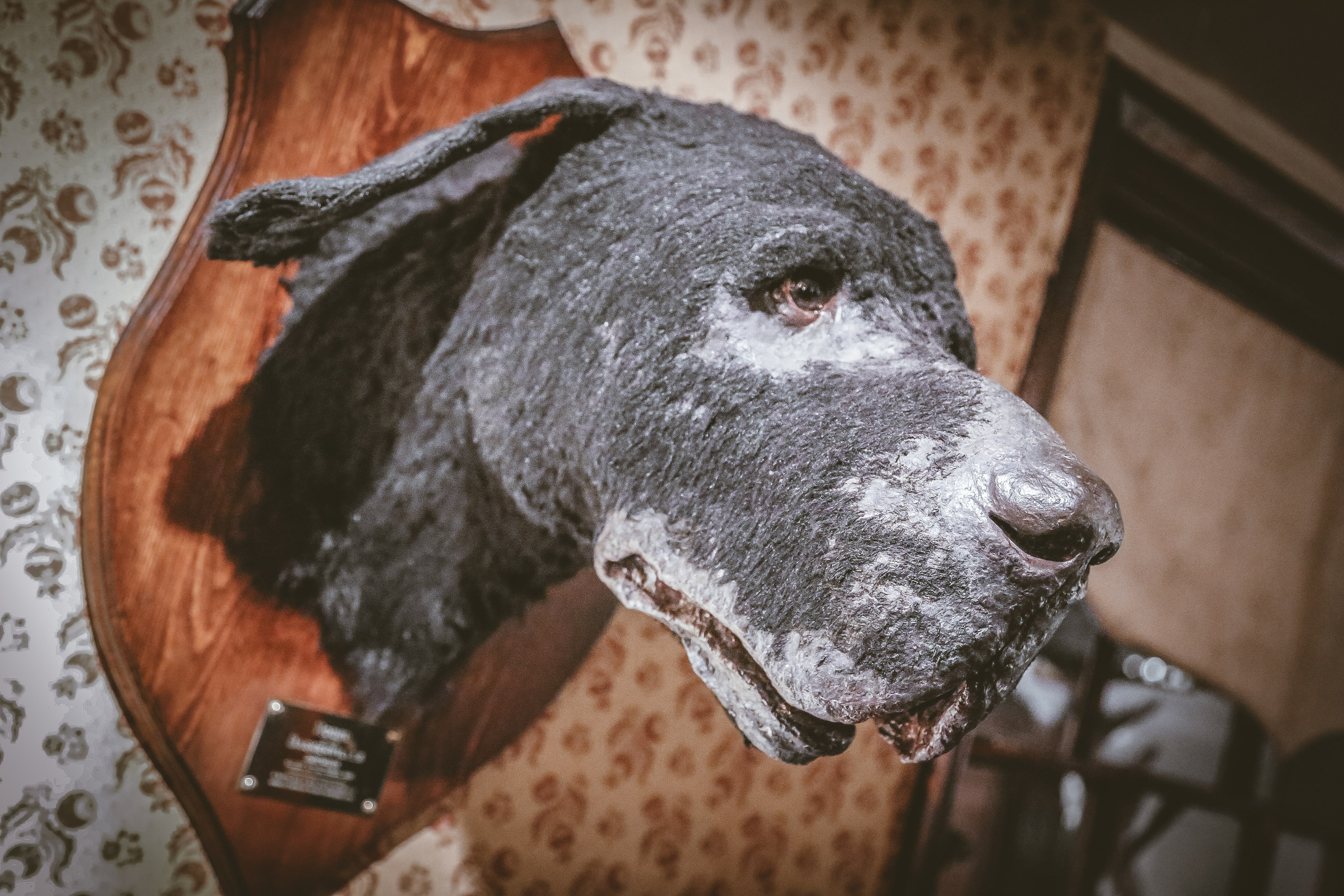 Англия: Лондон музейный. Дарья Письменюк / Darya Leitstern — фотограф, музыкант, журналист, путешественник