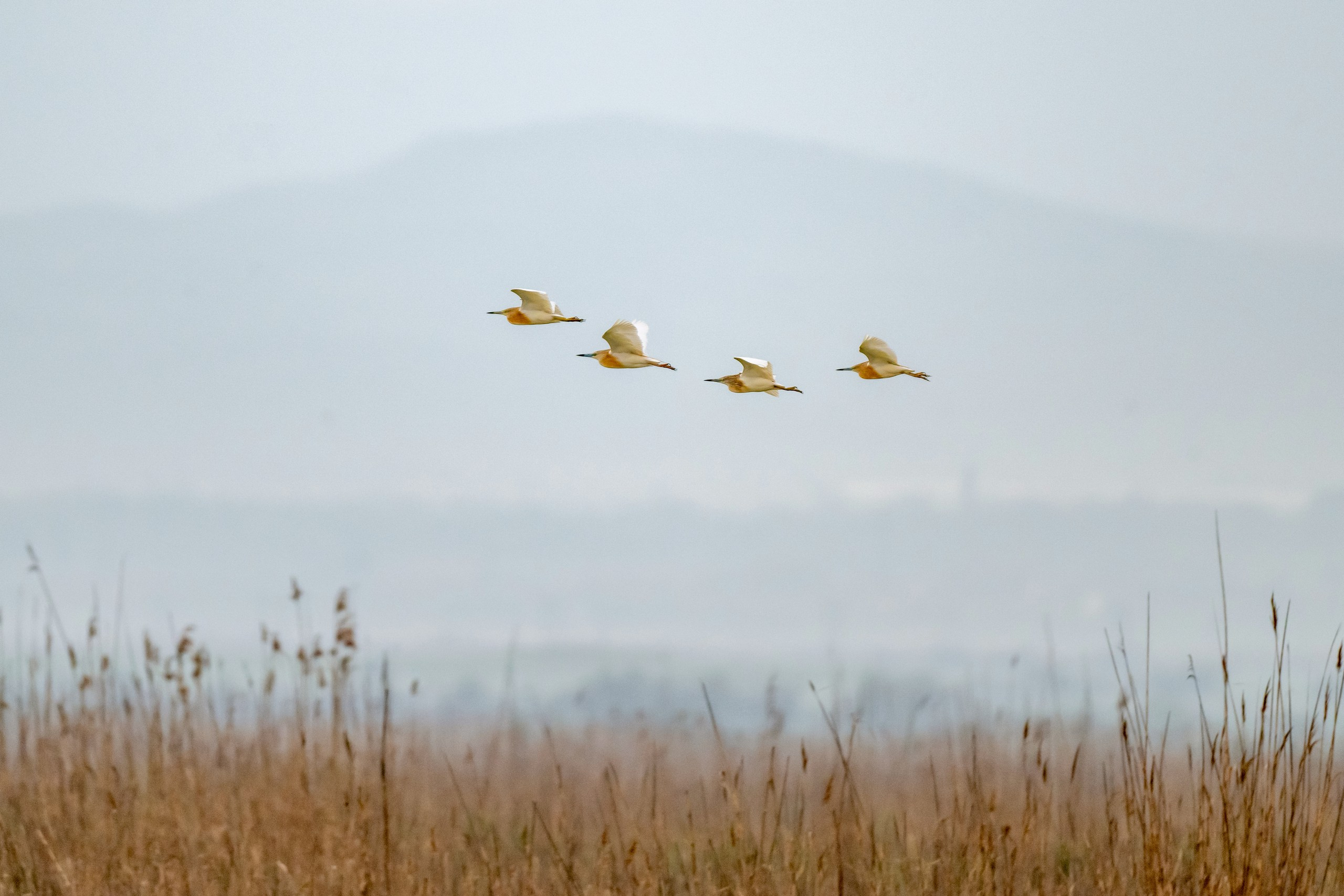 Пейзажный фотограф, Фотографии дикой природы. Foto-Zuev фотография как искусство