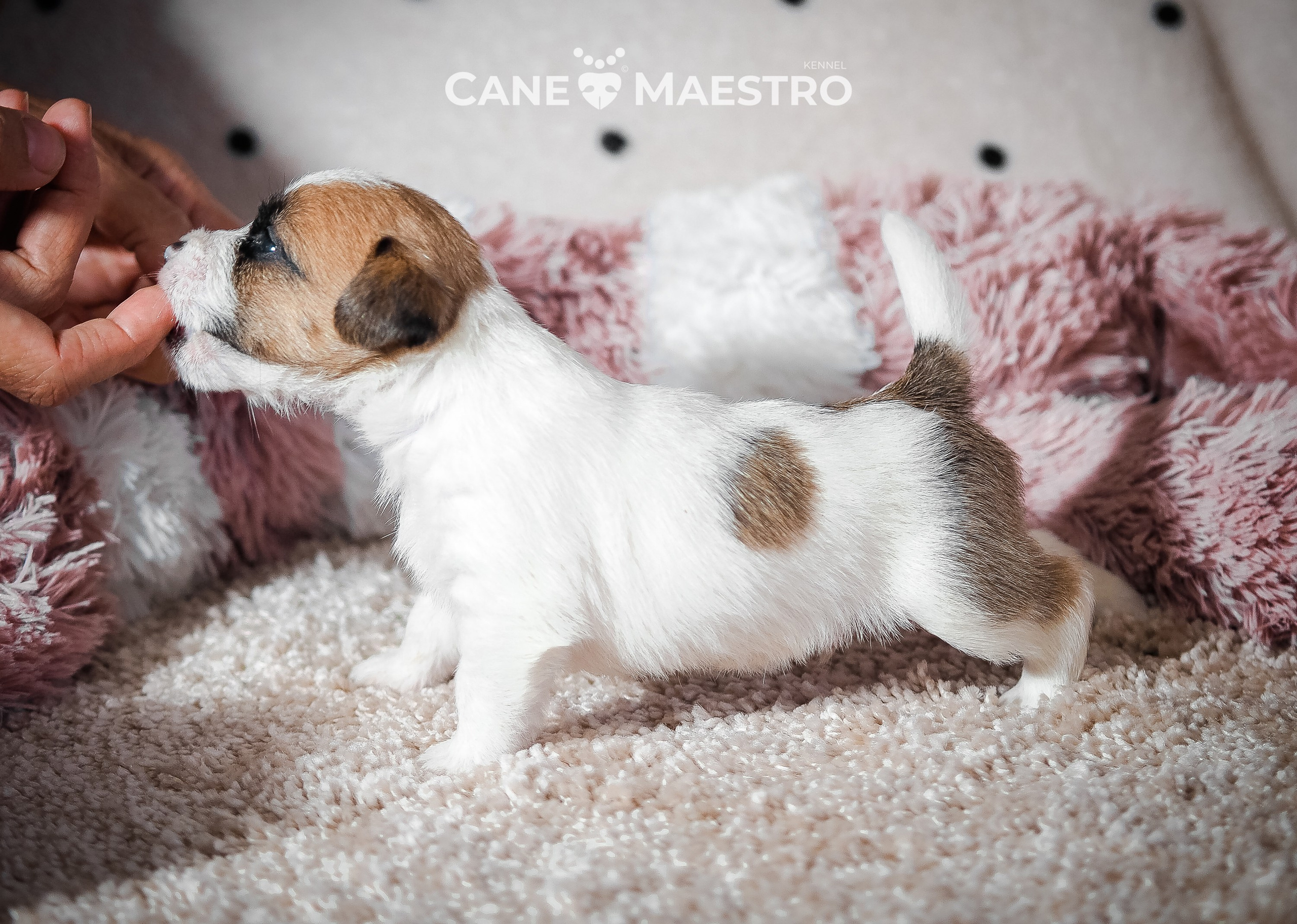 Щенок бело-рыжий джек рассел терьер. КАНЕ МАЭСТРО — питомник Джек рассел терьеров