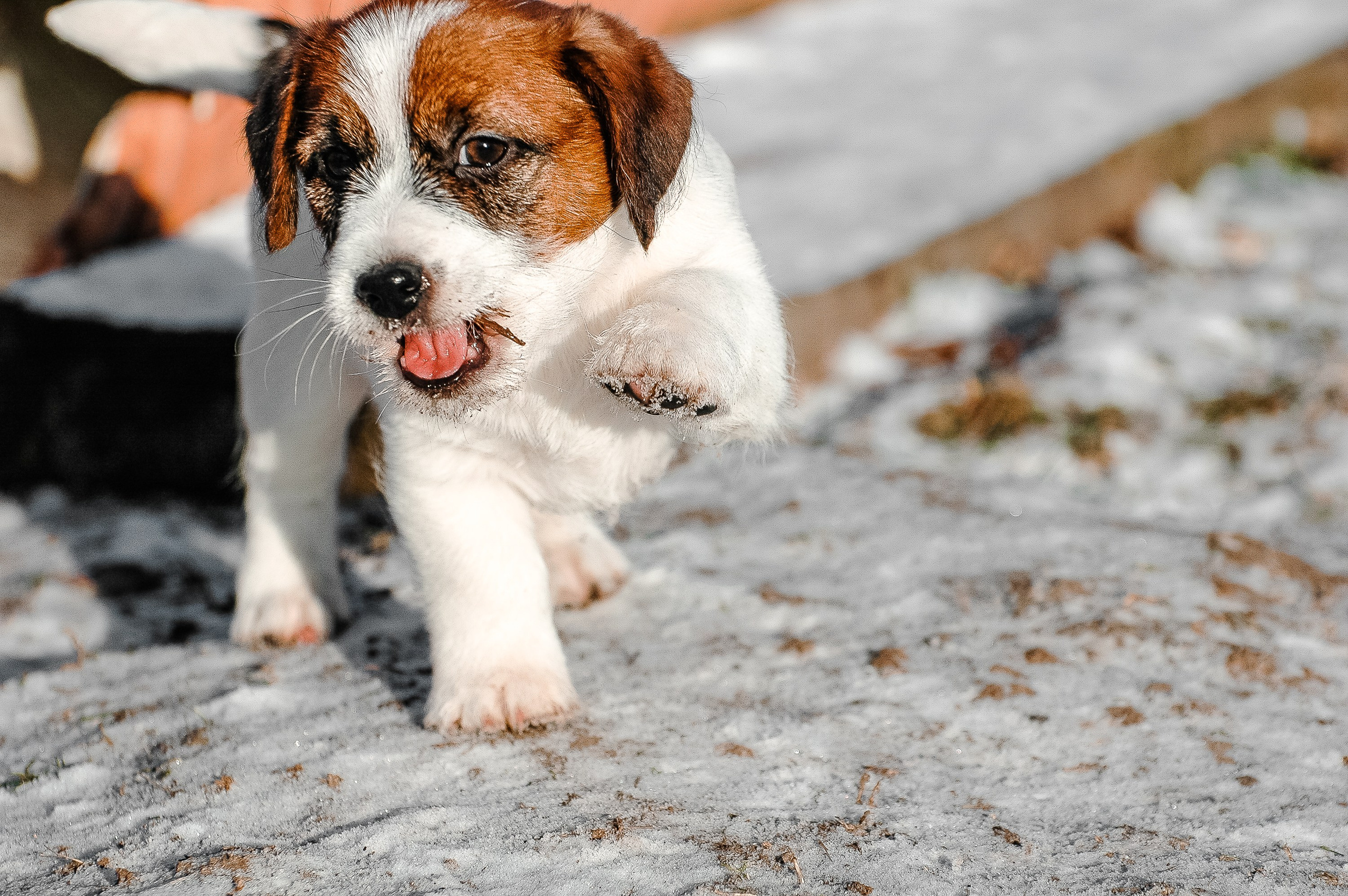 Мальчик 2. Кобель бело-рыжий. Джек рассел терьер щенок. КАНЕ МАЭСТРО — питомник Джек рассел терьеров