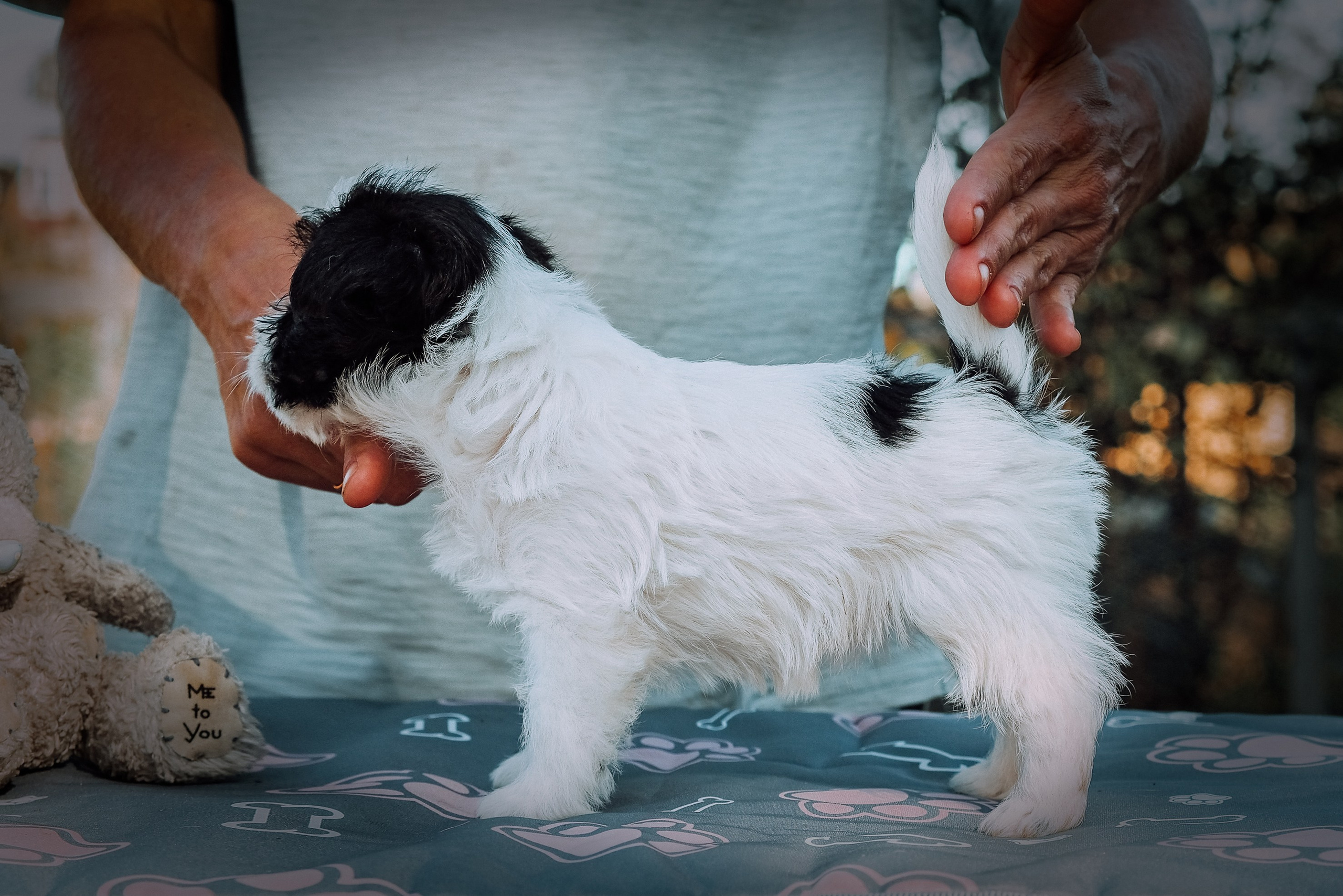 X_female1_b_w. CANE MAESTRO — kennel Jack Russell Terrier