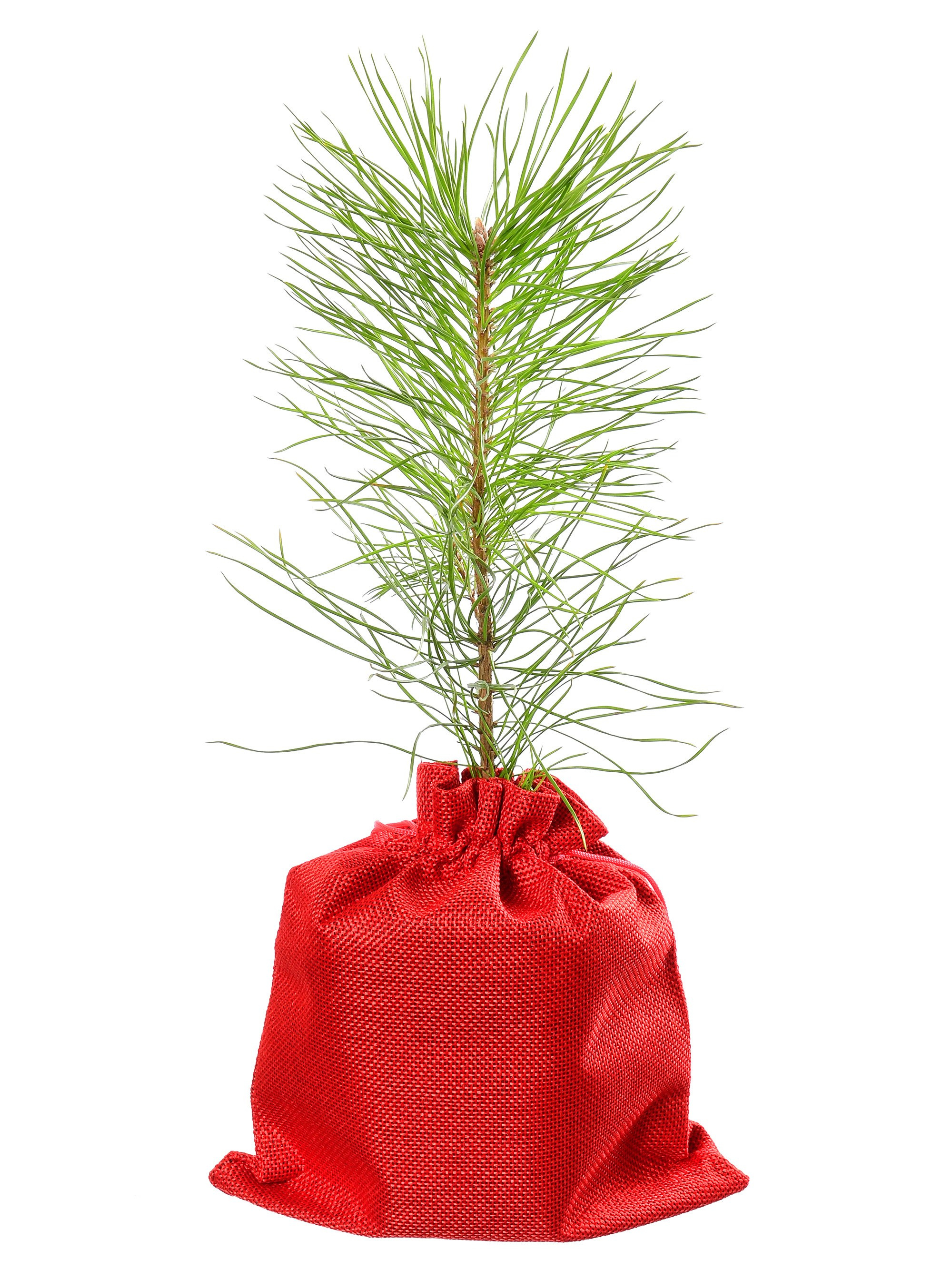 съёмка саженцев