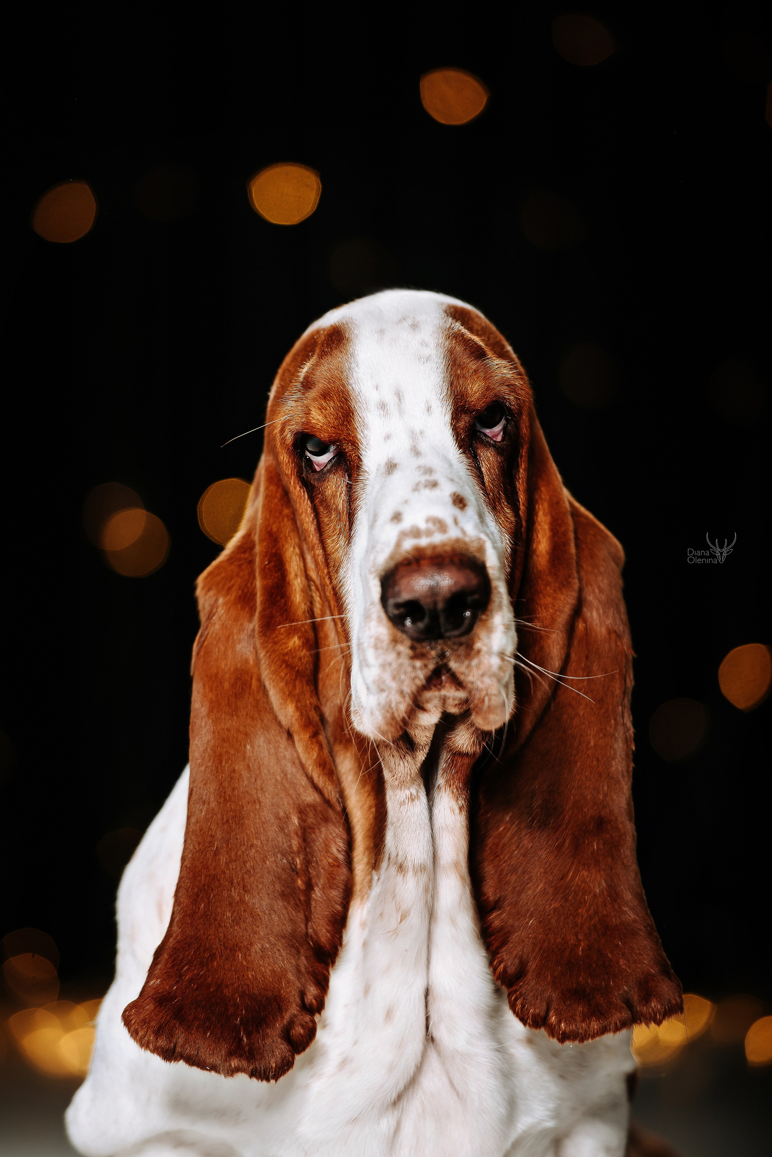 Собаки фоны. Фотограф Диана Оленина Красноярск / Братск