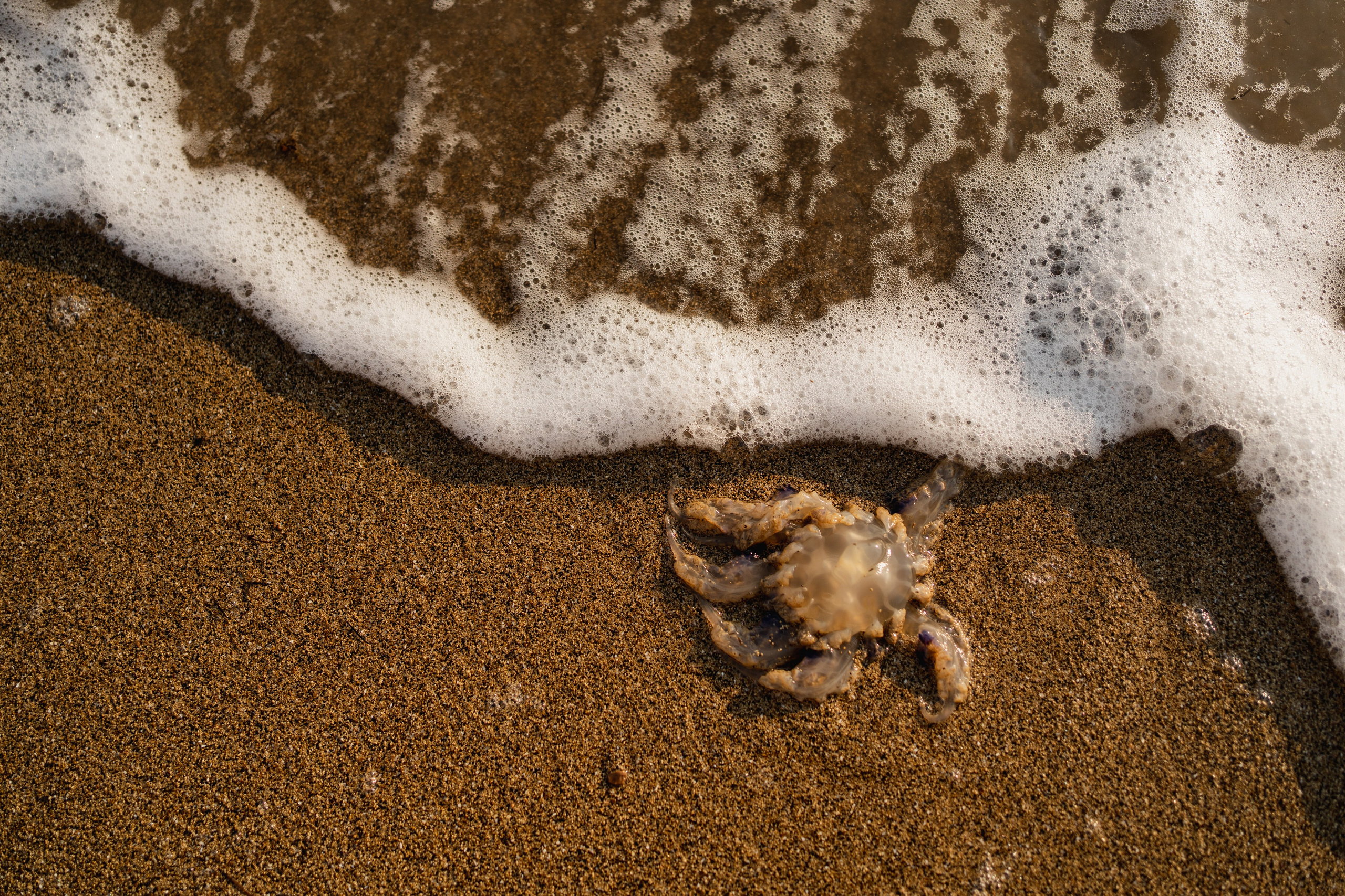 Смотри, медуза. Свадебный фотограф в Краснодаре и Сочи Винидиктова Екатерина