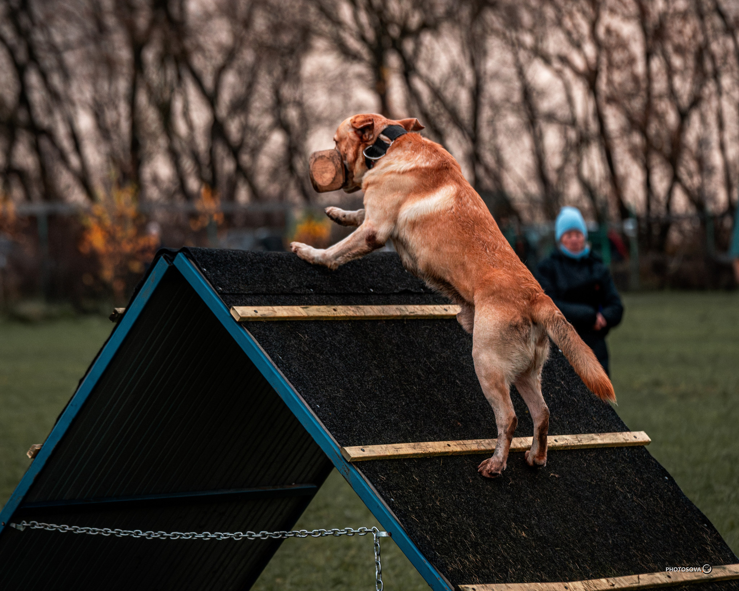 МЫ — КОМАНДА (соревнования) OKD, BH, IBGH, IGP. Фотограф-анималист, семейный фотограф в Москве и Подмосковье. Фотосъёмка кинологических дисциплин