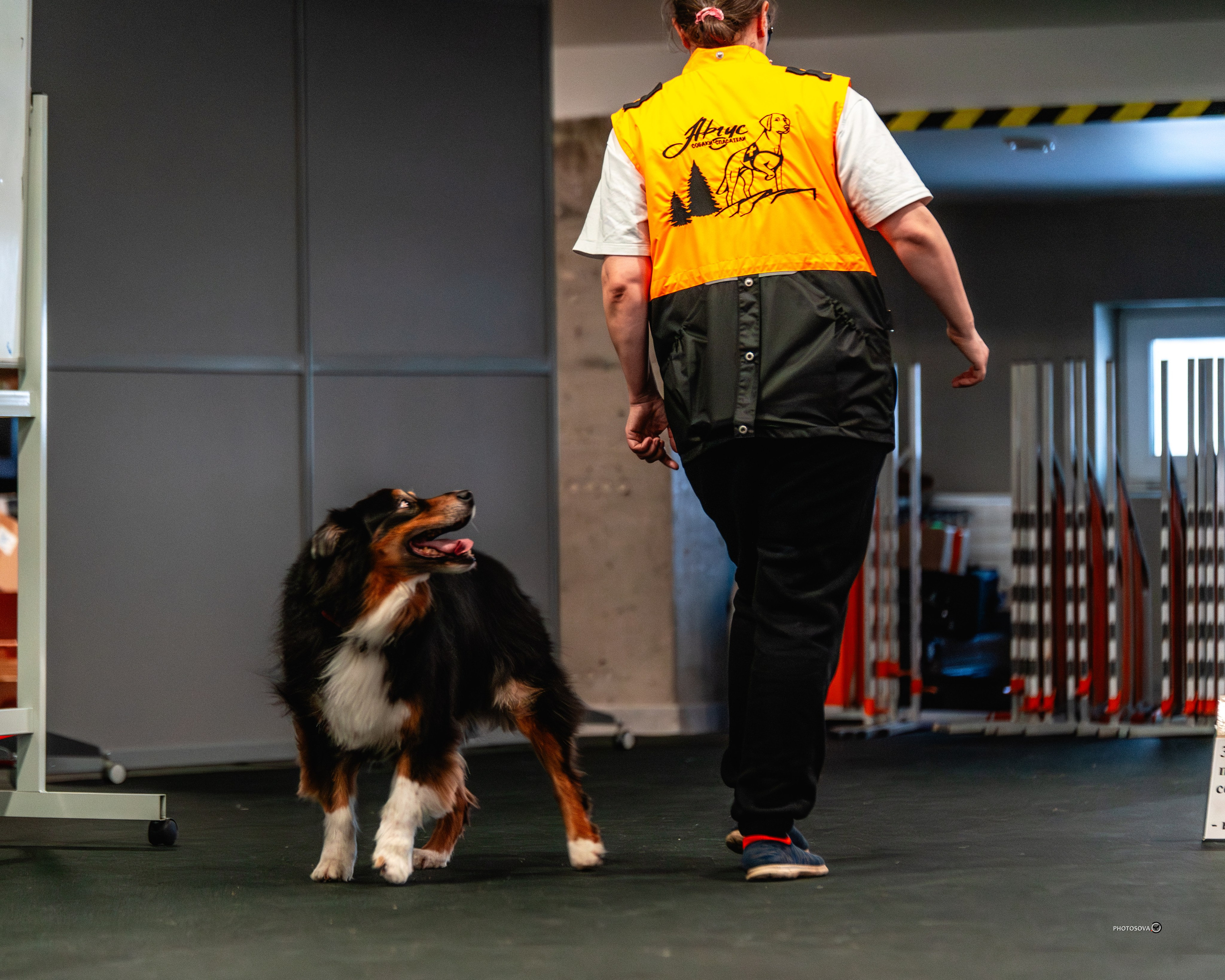 ТЫ И Я (соревнования по ралли-обидиенс). Фотограф-анималист, семейный фотограф в Москве и Подмосковье. Фотосъёмка кинологических дисциплин
