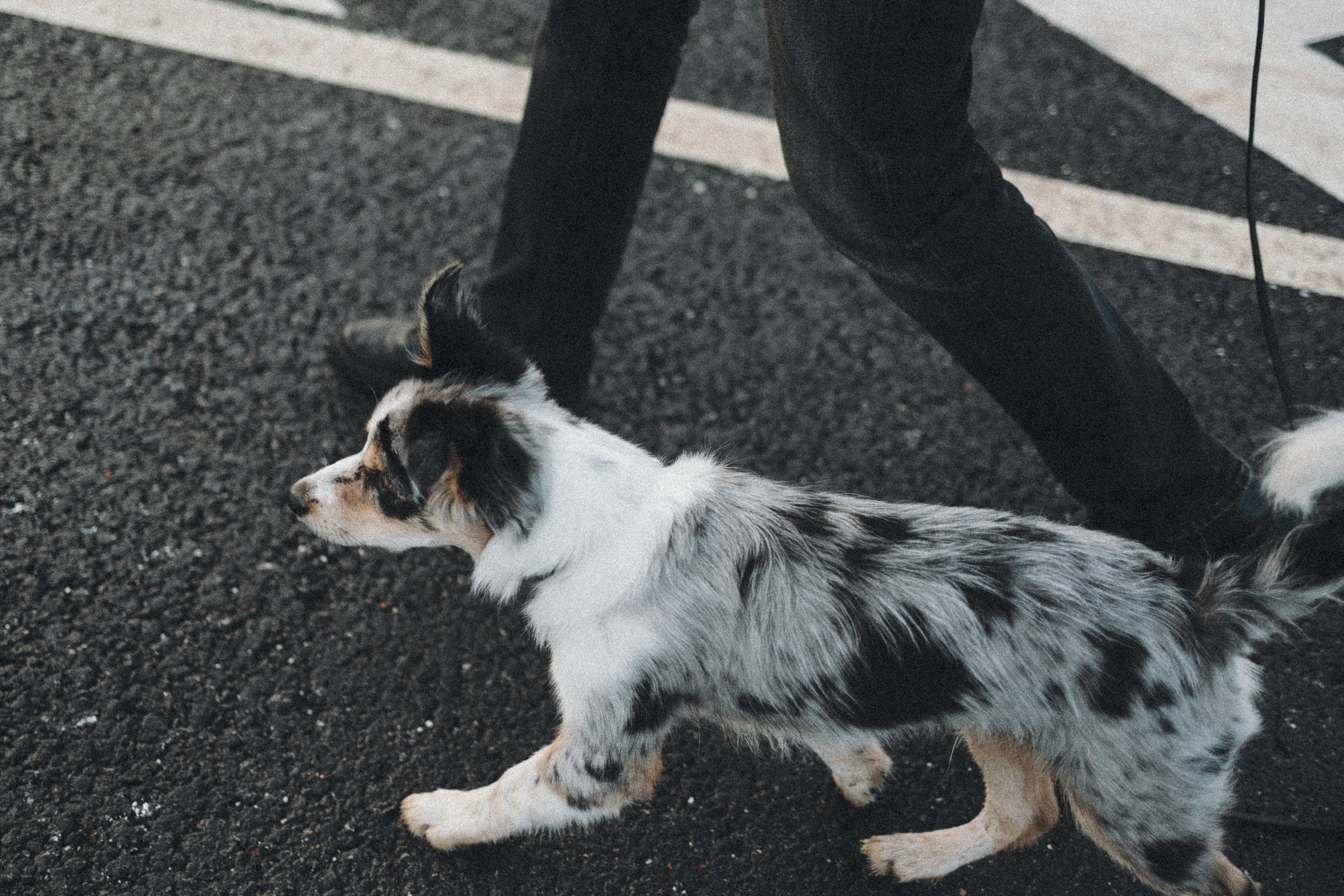 Балу и Илья. Фотограф анималист Анастасия Пикей