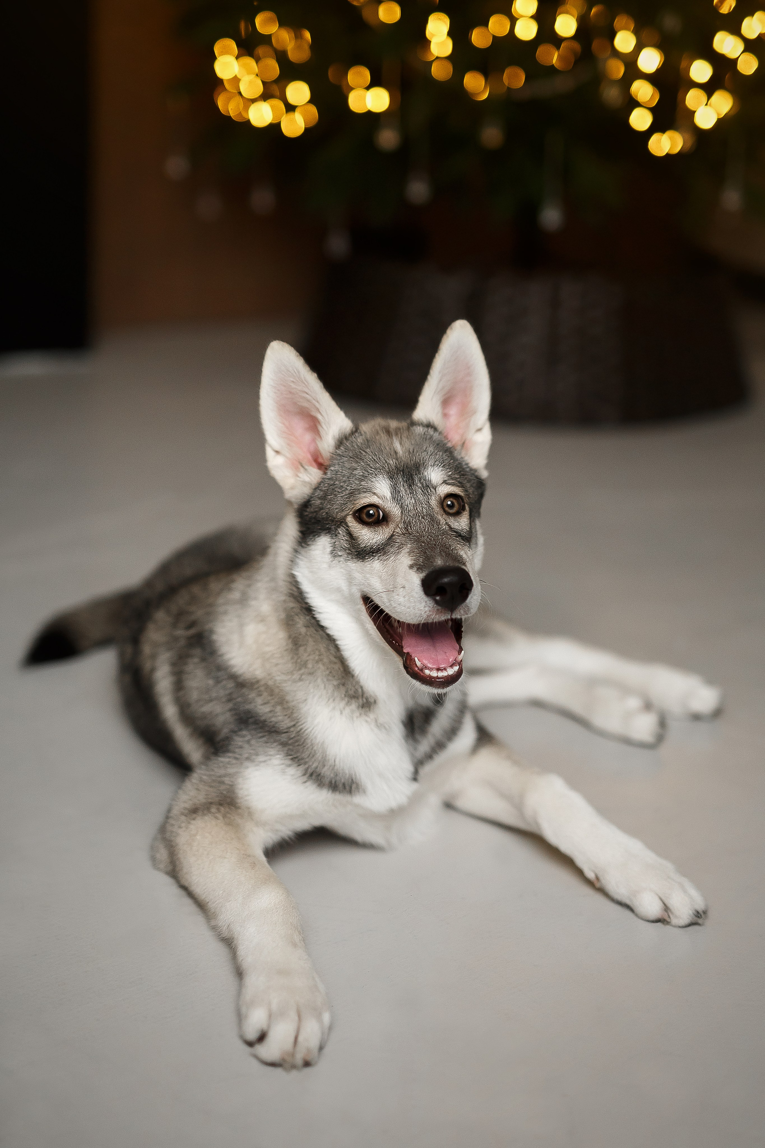 Студийные фотосессии. Семейный фотограф в Брянске Александра Щербакова