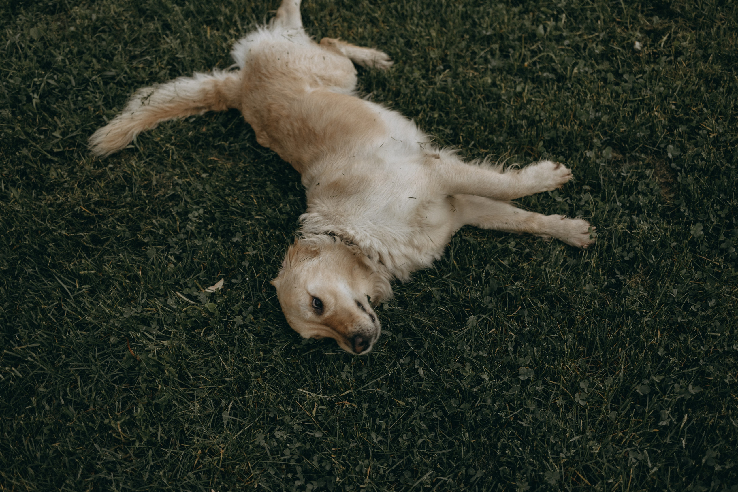 Пенни и ребята. Фотограф — Анималист | Санкт-Петербург