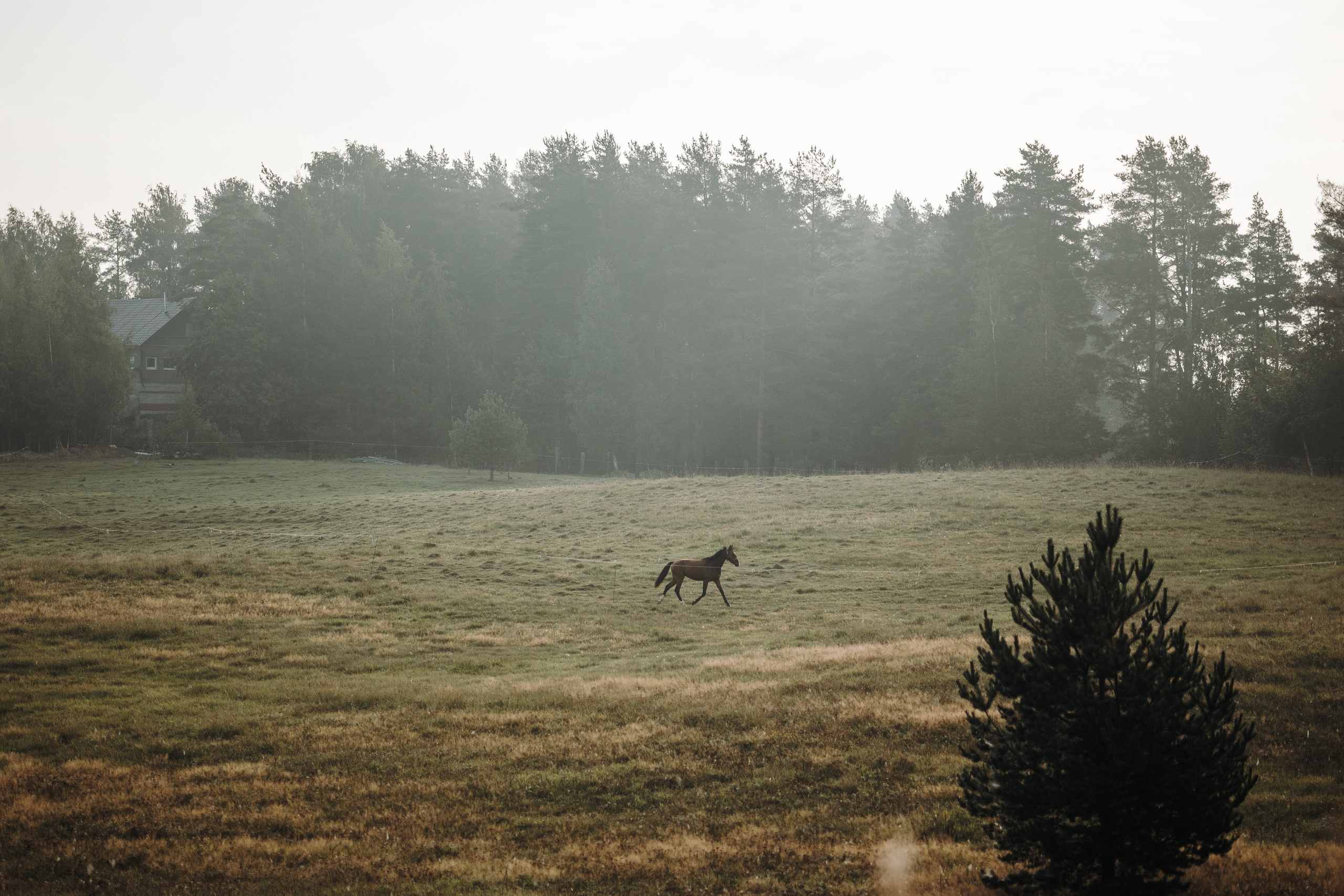 Любовь и ее хвостики. Фотограф — Анималист | Санкт-Петербург