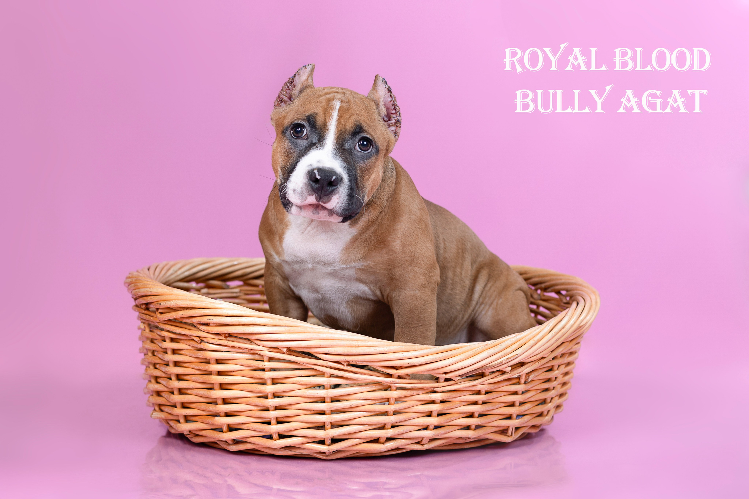 Американский булли!. Фотограф 📸 семейный, предметный, репортажный