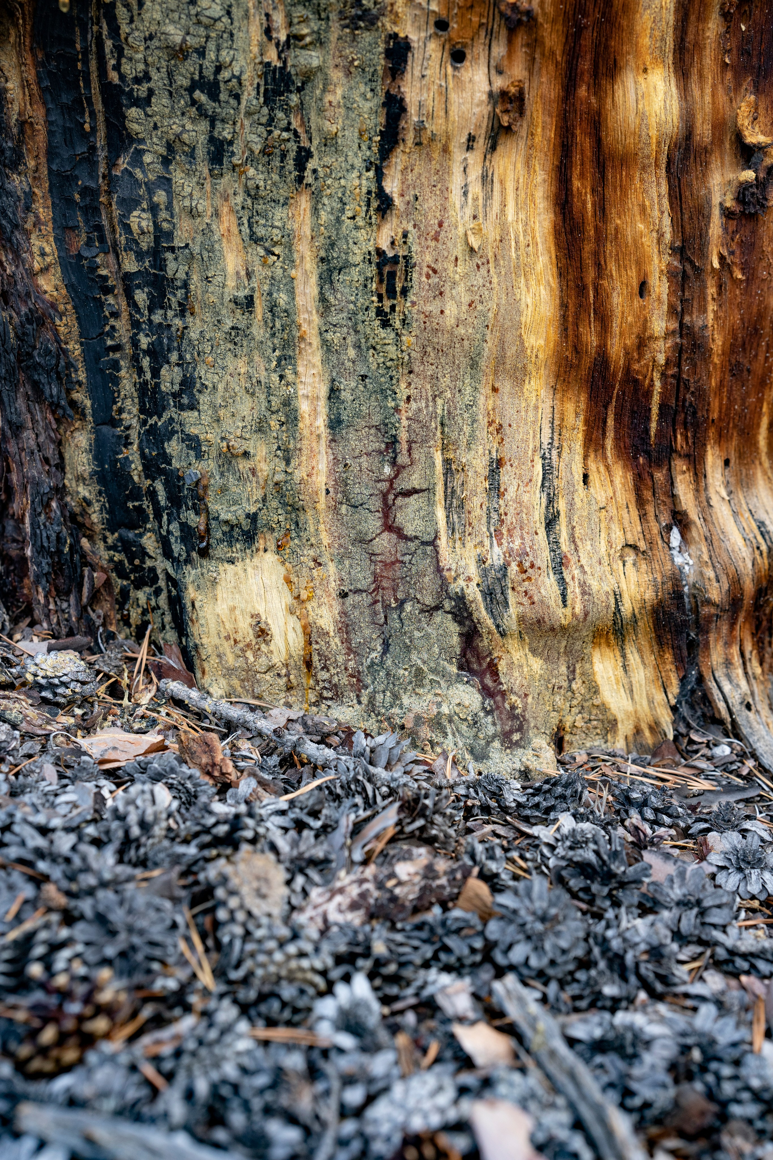 Дерево на Ольхоне