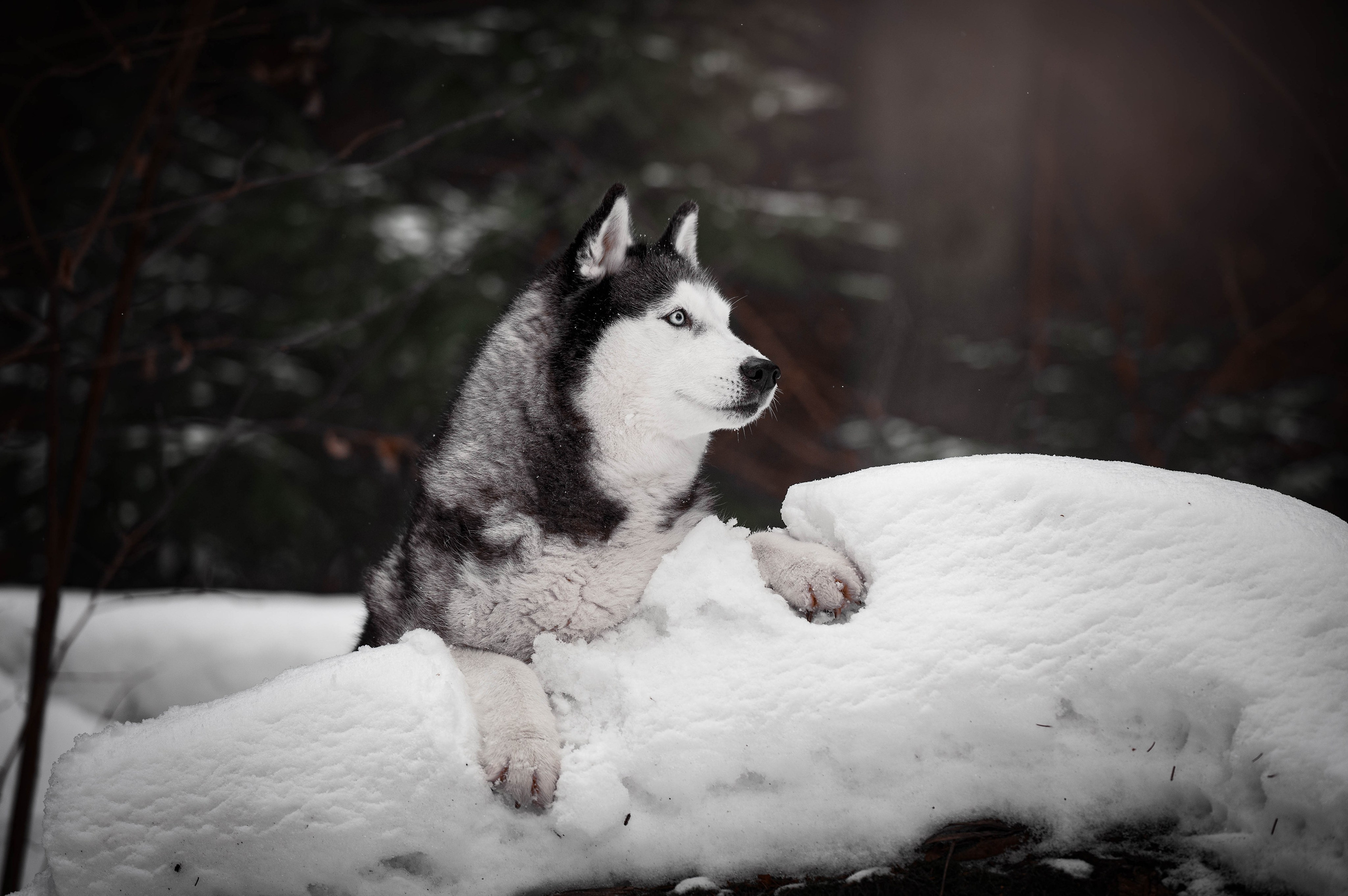 Шанель. Фотограф-анималист