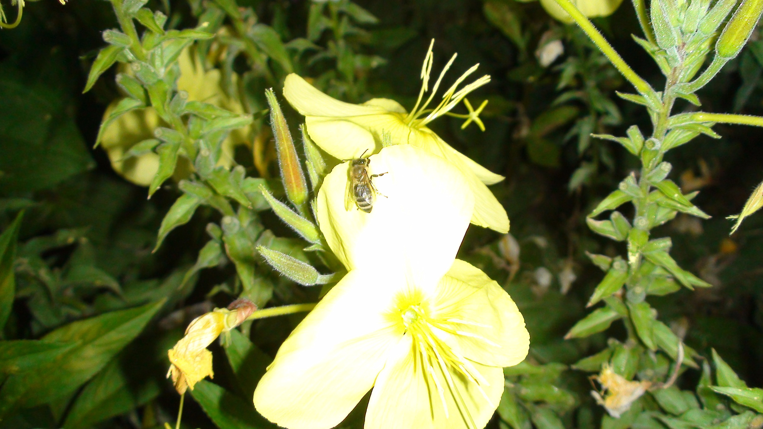 Отпуск 20.07-17.08. Семейный, Свадебный фотограф СПБ Питер— Романова Екатерина