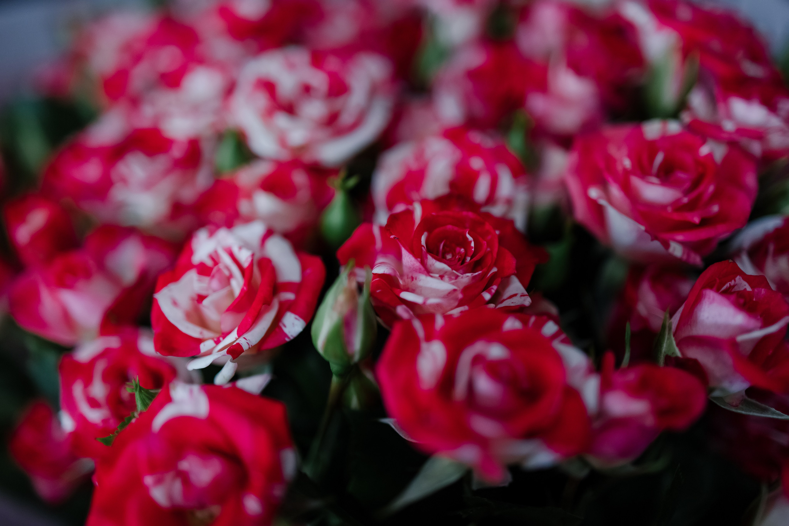 Мафия. Свадебный фотограф