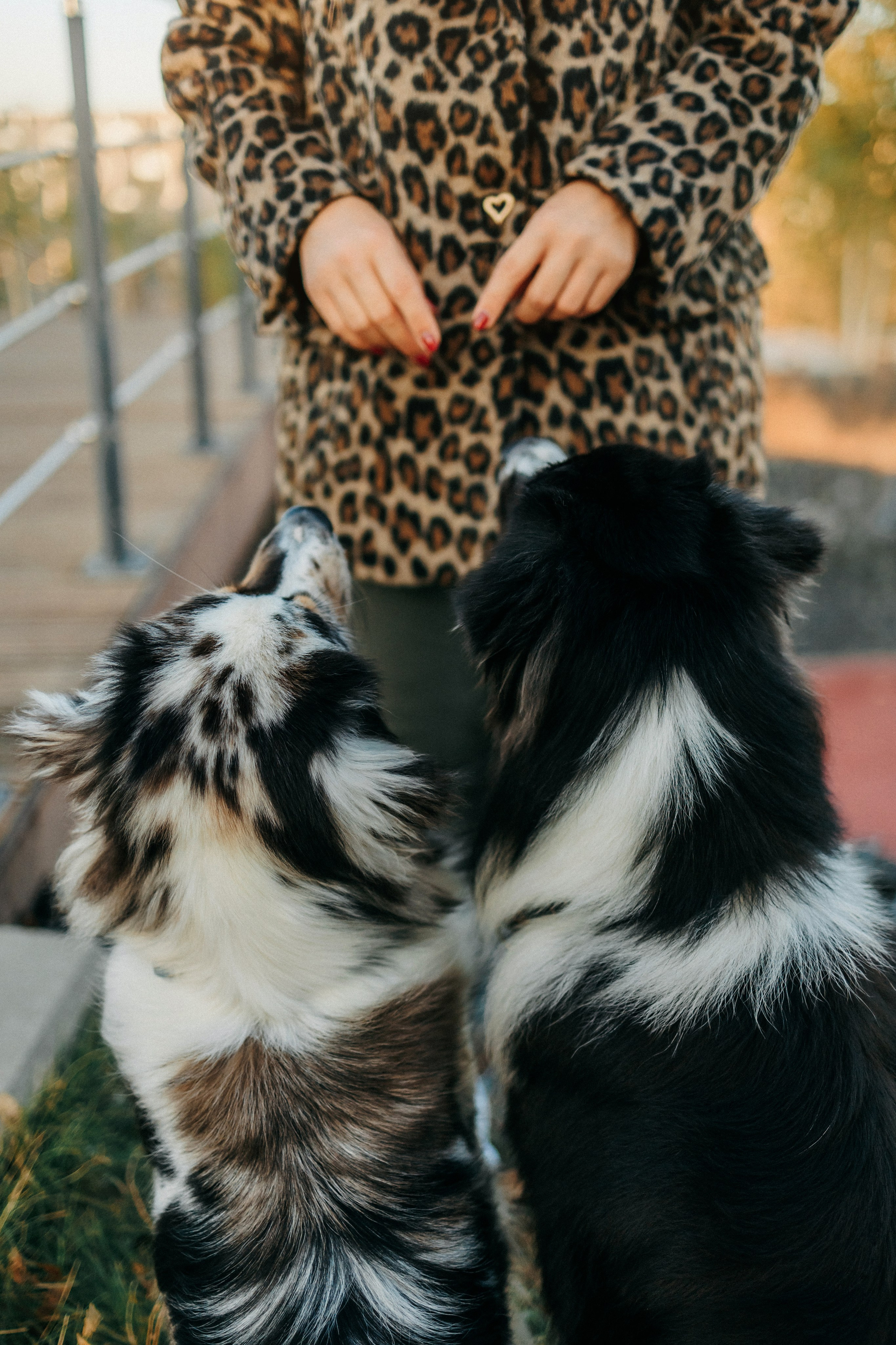 Аня, Чарли и Ева. Фотограф-анималист Елена Радченко, Москва