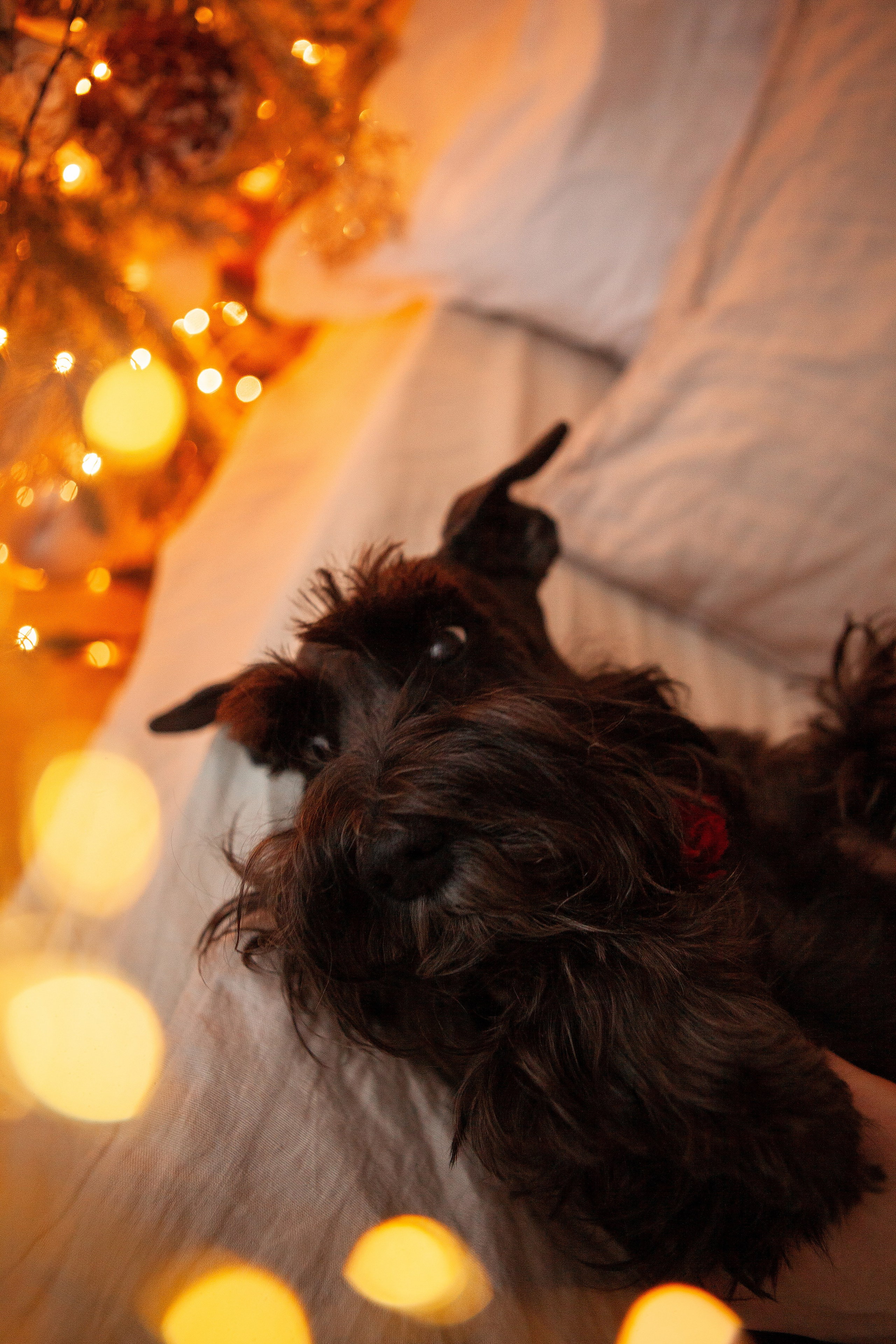 Софа. Свадебный фотограф в СПБ | Санкт-Петербурге Анастасия Рахимгулова