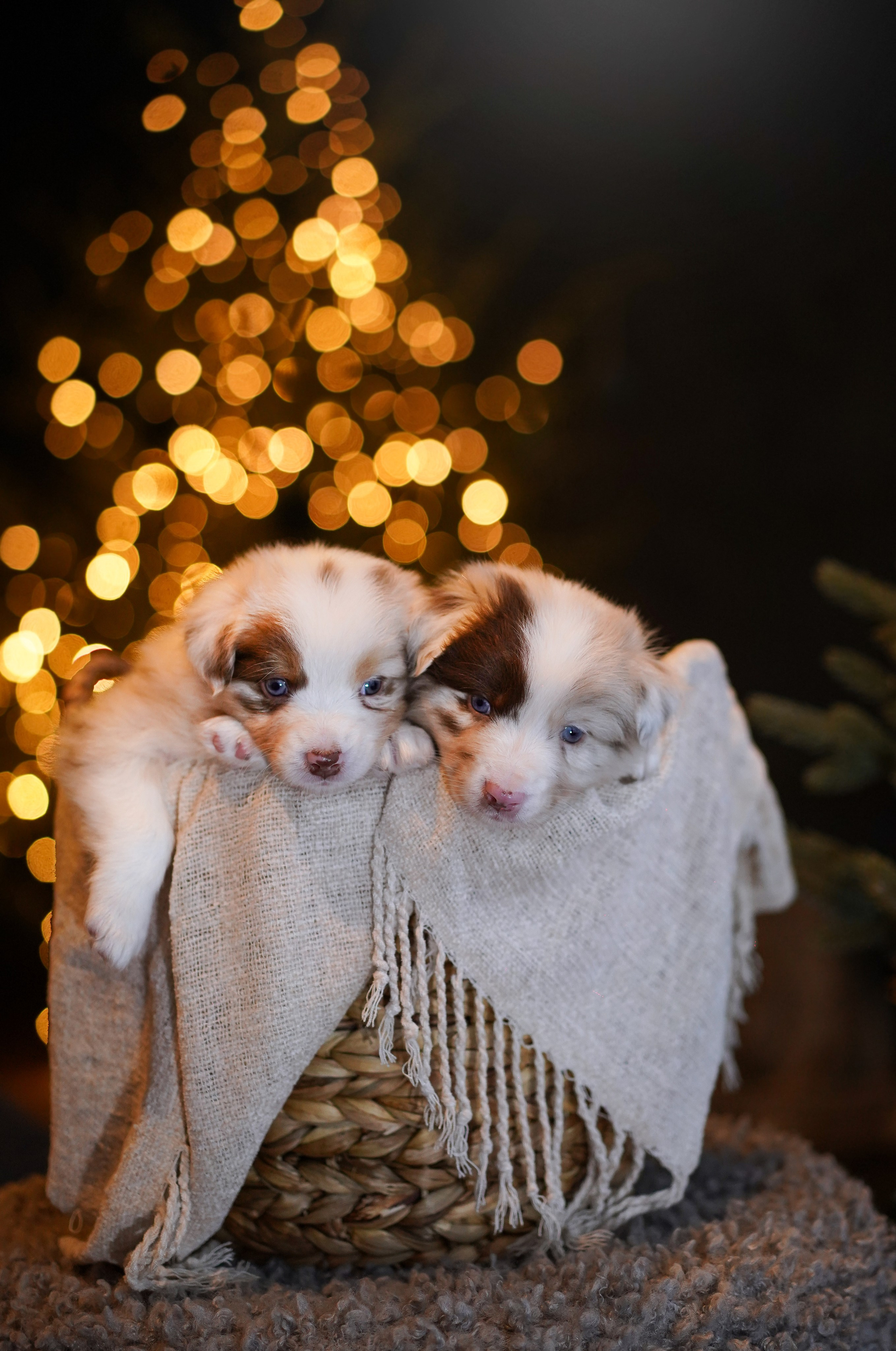Съемка щеночков в студии. Фотограф-анималист в Санкт-Петербурге Яна Мартынова