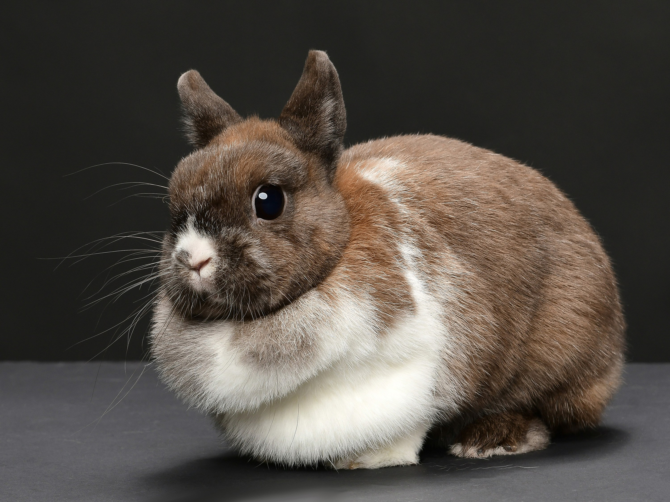 Съемка товаров для животных для маркетплейсов в Москве. Предметная фотосъемка для маркетплейсов в Москве. Предметный фотограф Дмитрий Дрогунов