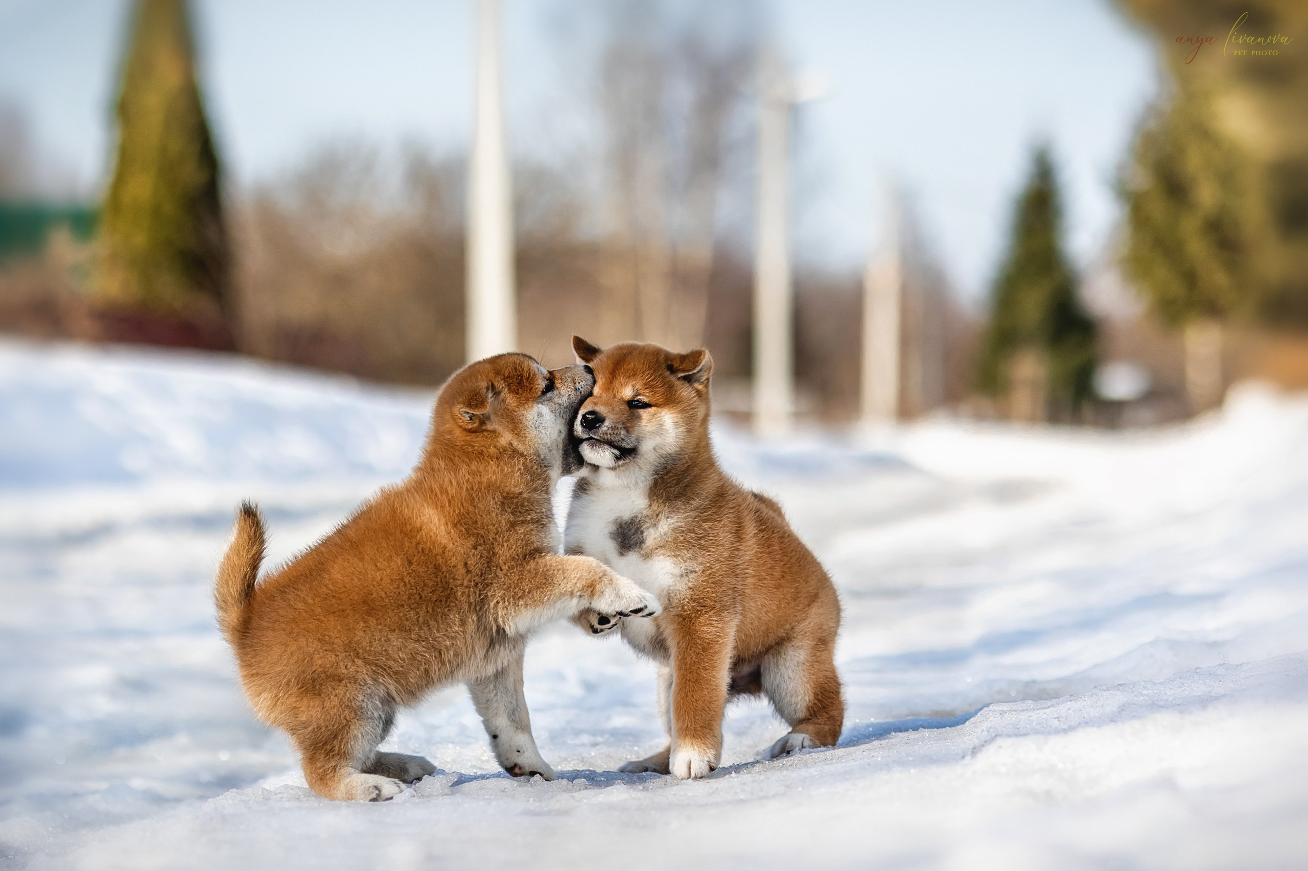 Сибы. Фотограф анималист Аня Ливанова | Рыбинск
